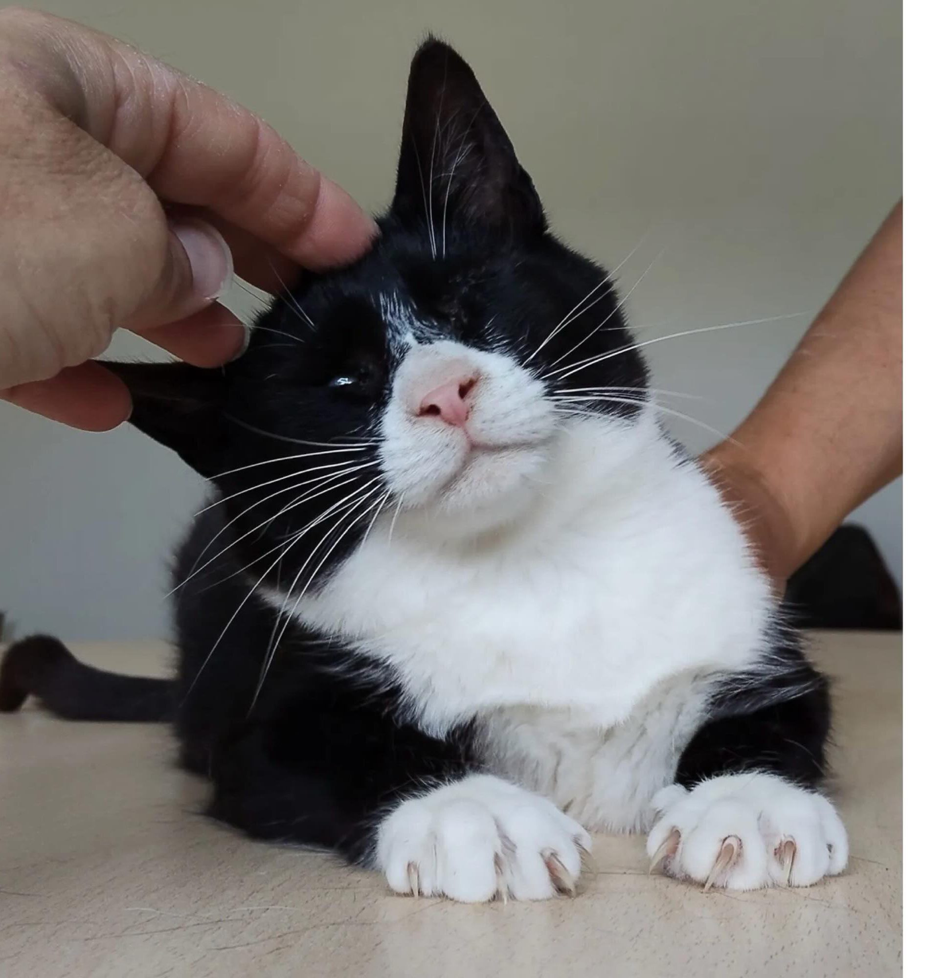 NEVO, Kater, 04/2025, blind