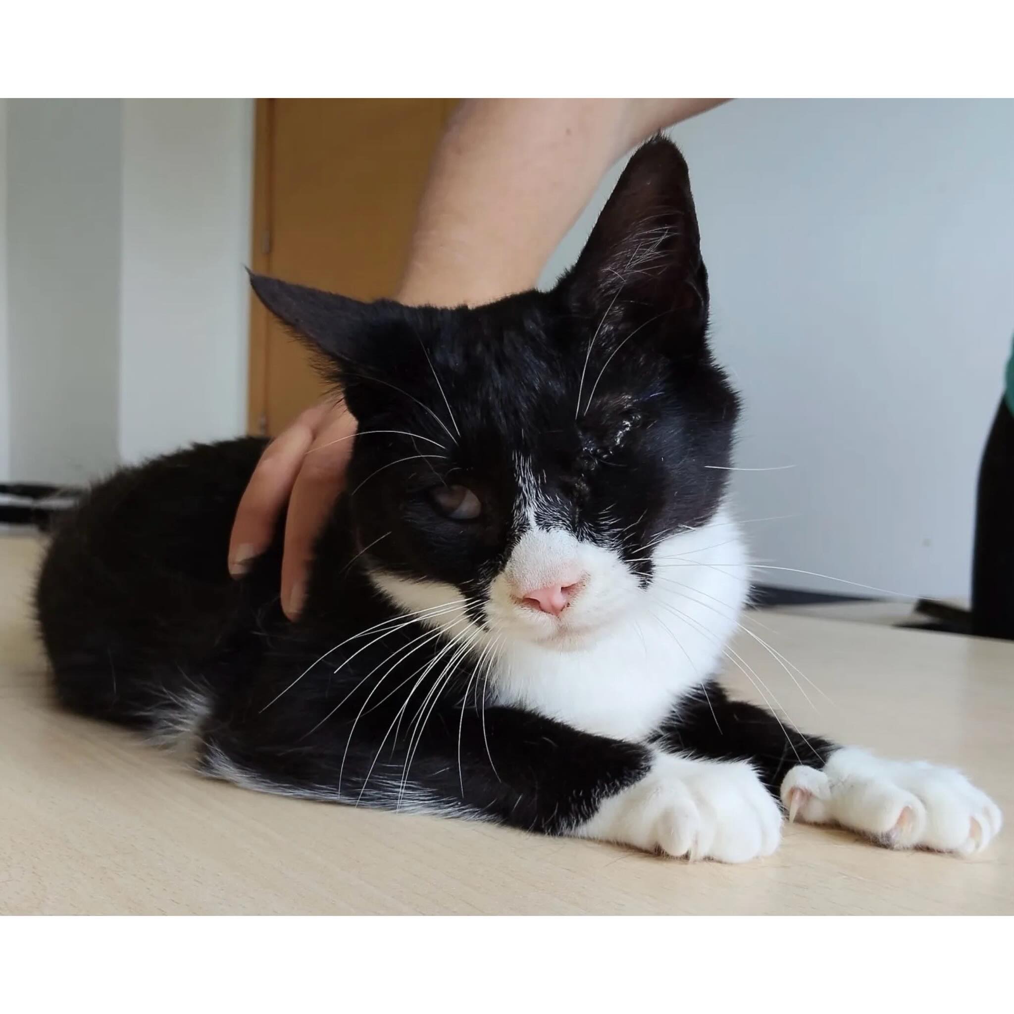 NEVO, Kater, 04/2025, blind – Bild 2