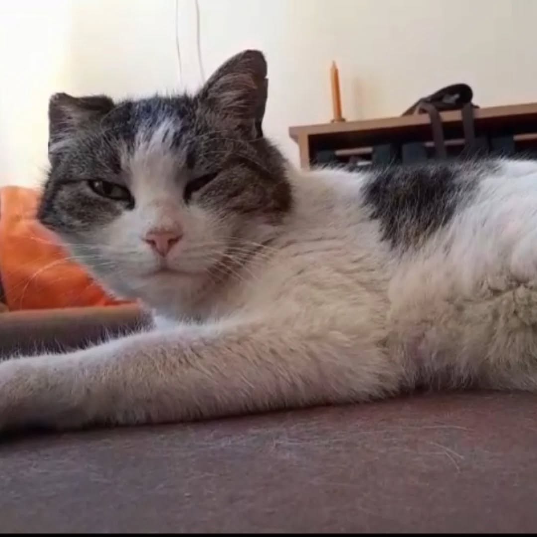 PIGLET, Katze, 2013 – Bild 3