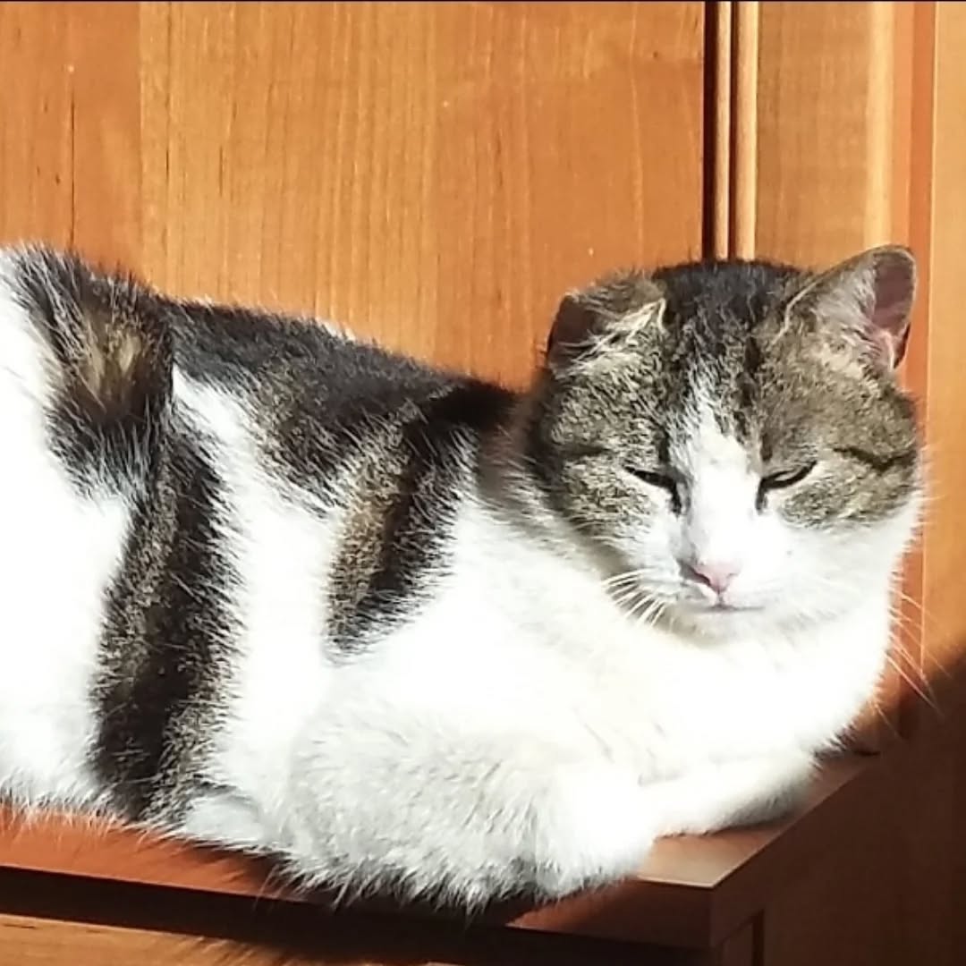 PIGLET, Katze, 2013