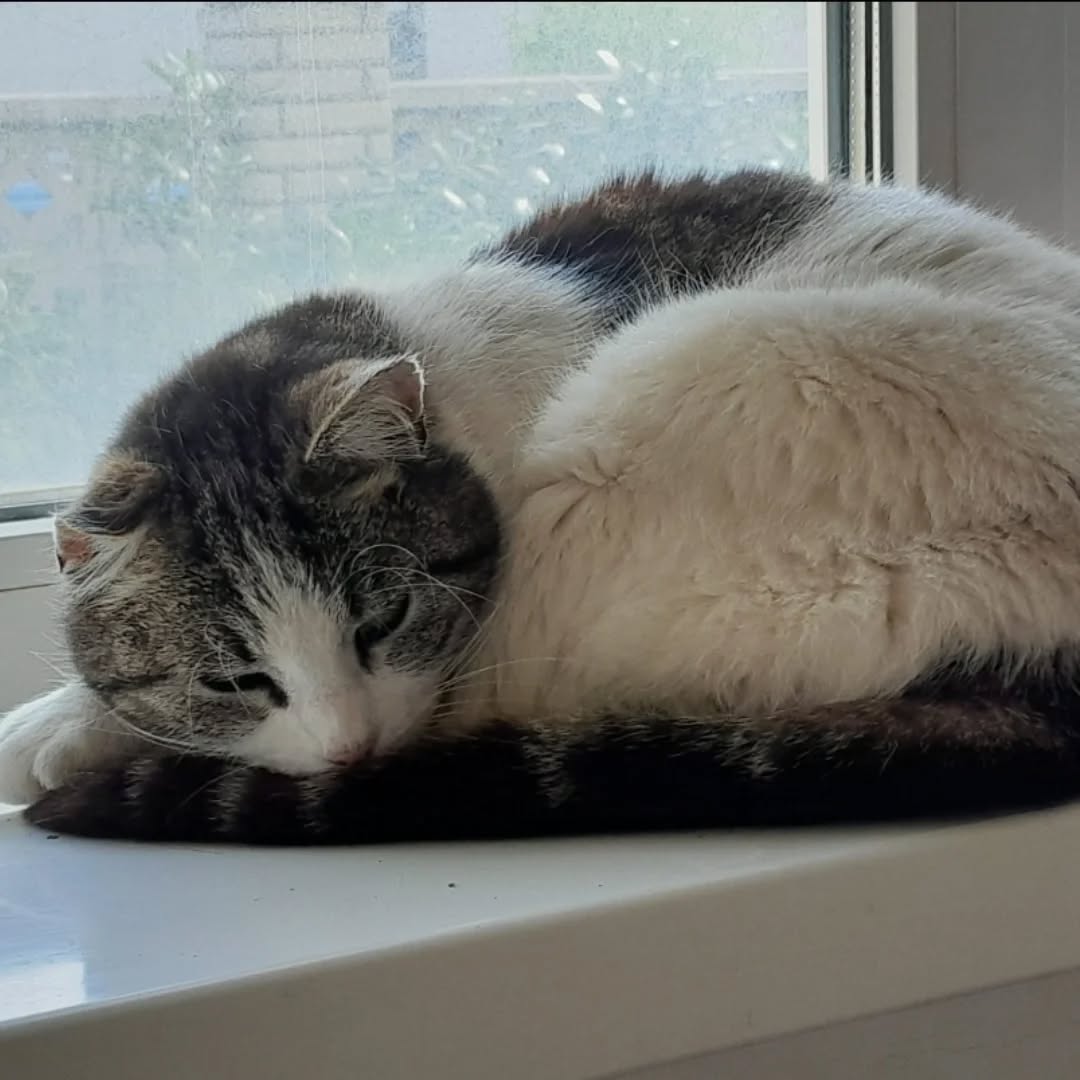 PIGLET, Katze, 2013 – Bild 2