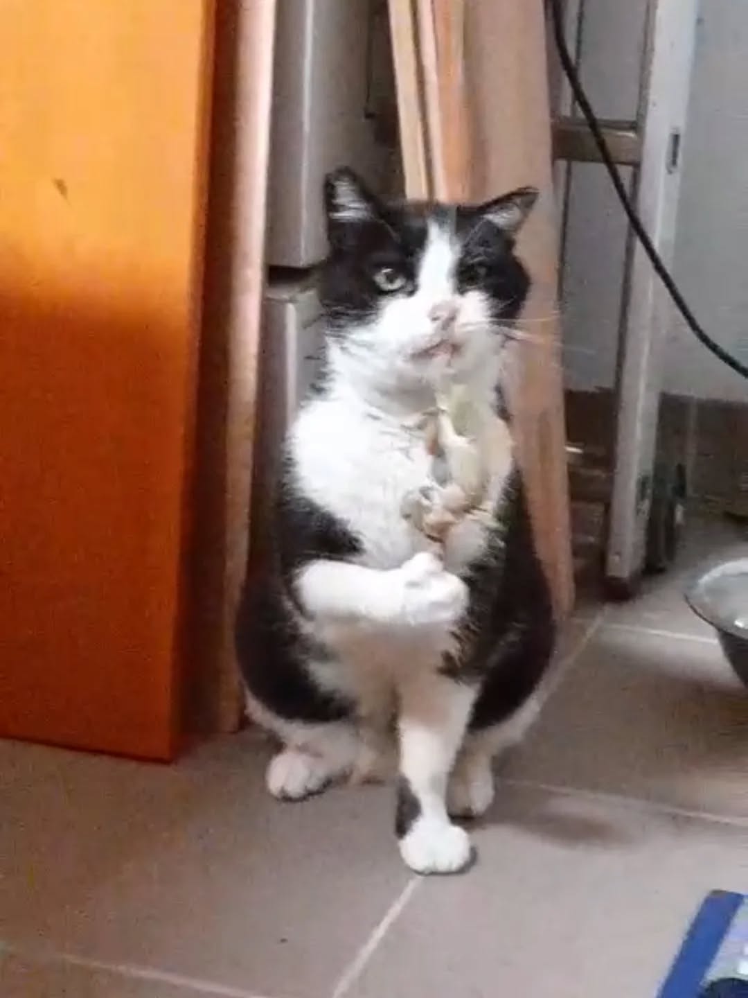 FRAKKOS, Kater, 2012 – Bild 3