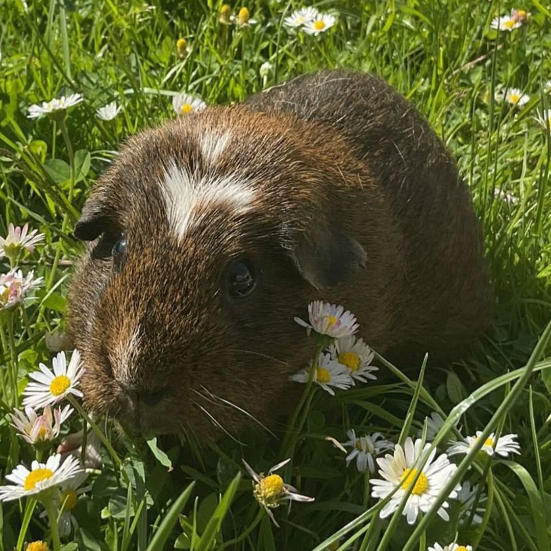 LUISE, Meerschweinchen weiblich, 2020
