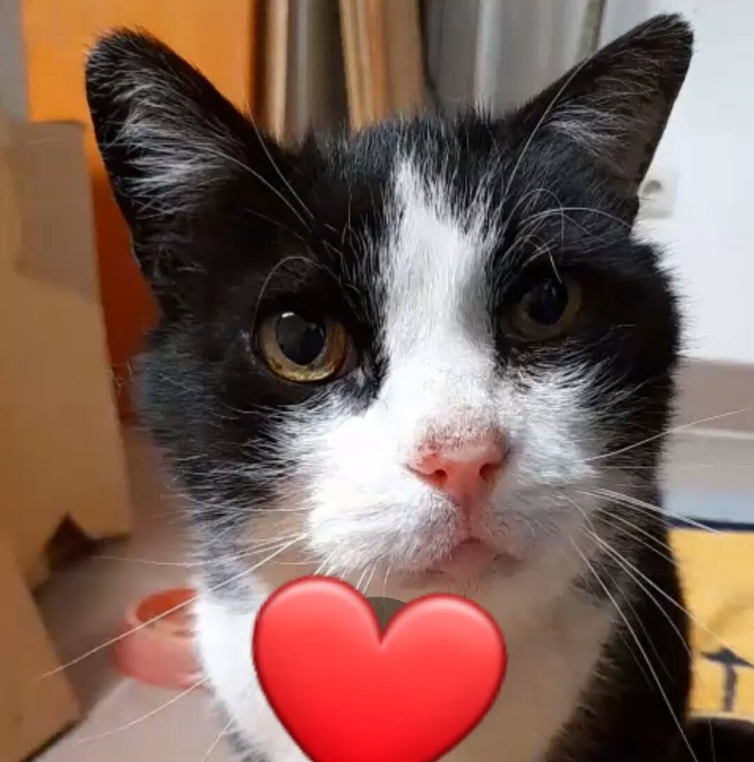 FRAKKOS, Kater, 2012