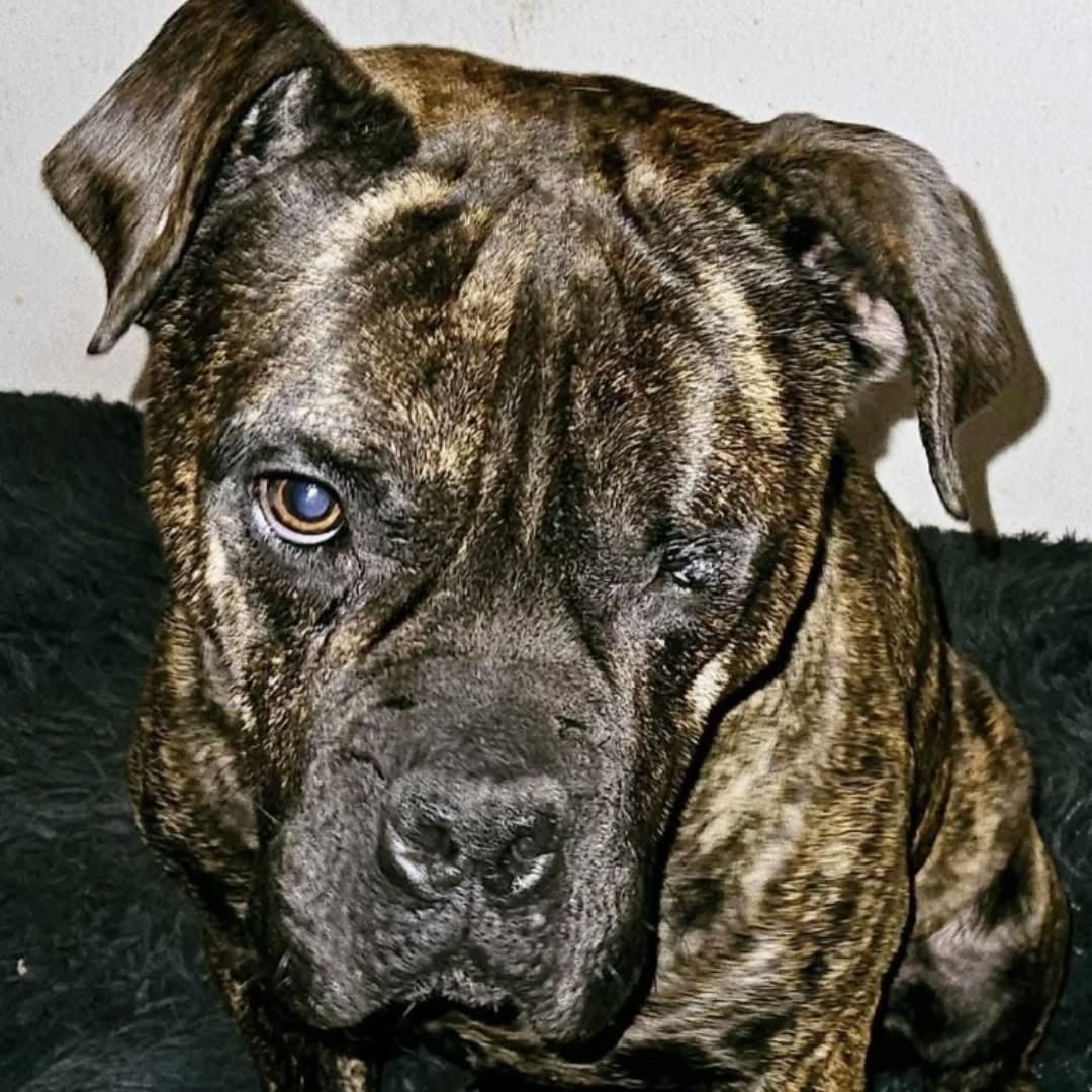 BRONKO, Rüde, 02/2022