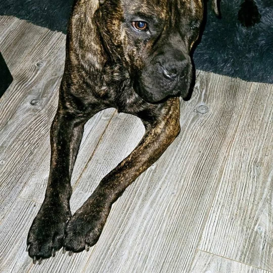 BRONKO, Rüde, 02/2022 – Bild 5