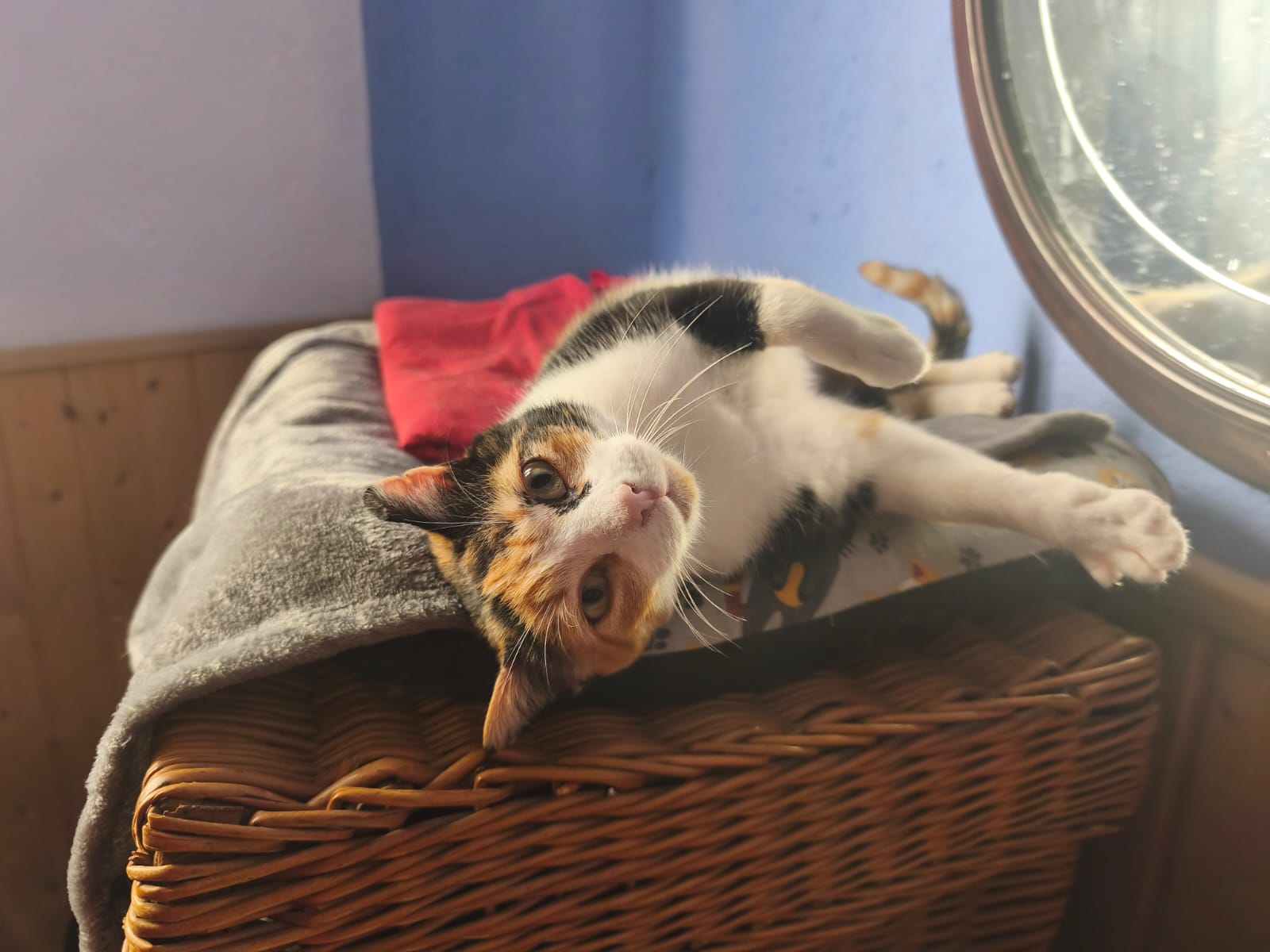 LINDA, Katze, 2021 – Bild 4