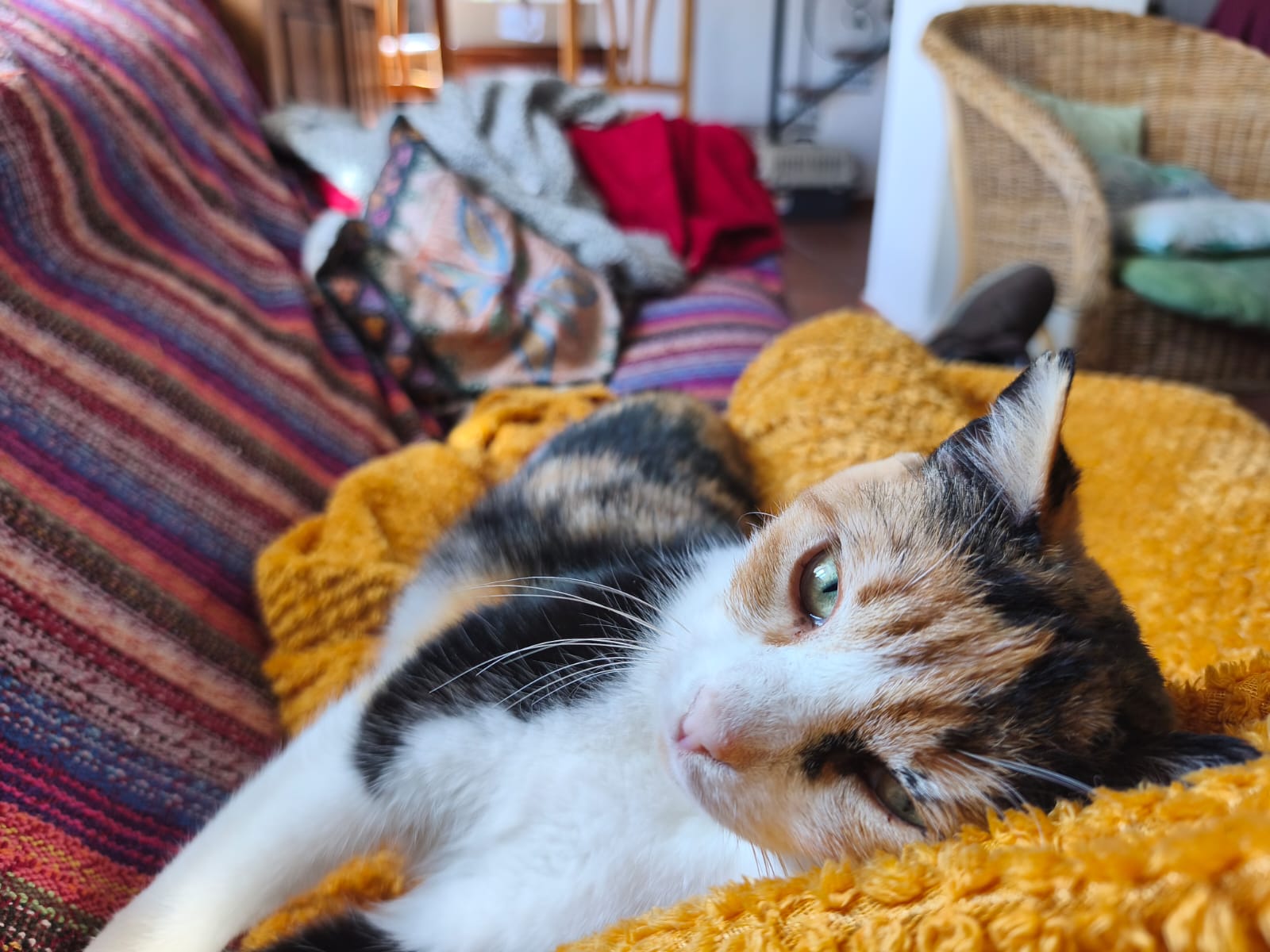 LINDA, Katze, 2021 – Bild 2