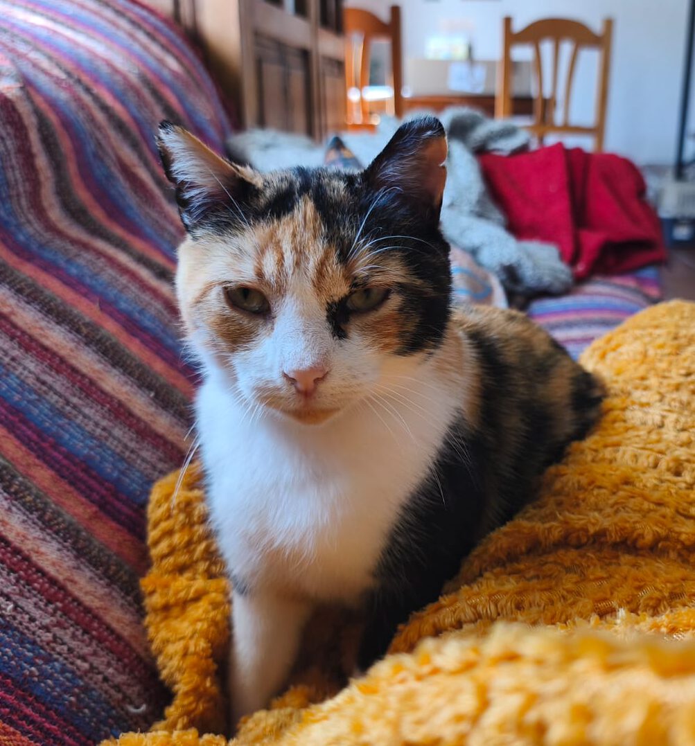LINDA, Katze, 2021