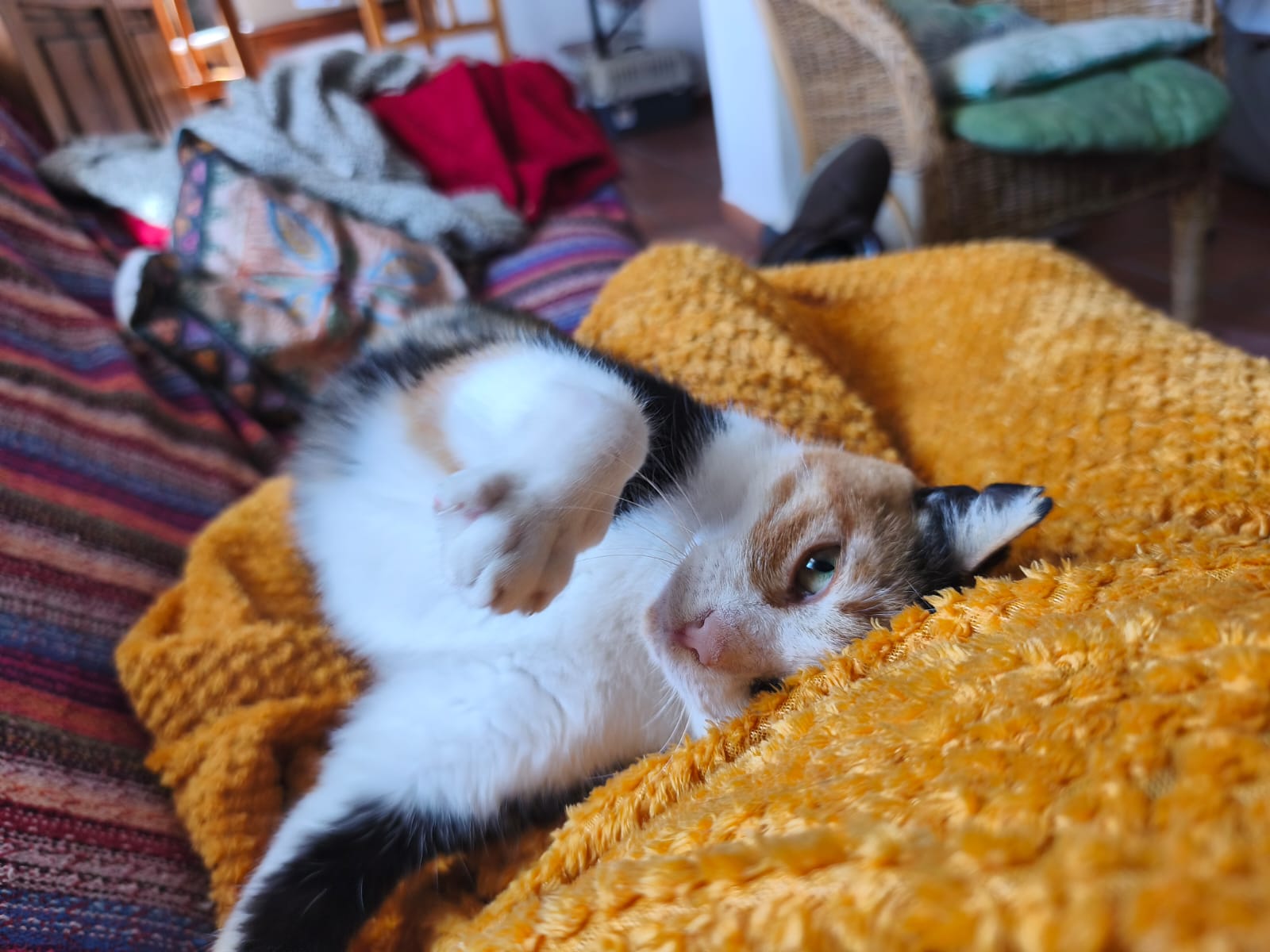 LINDA, Katze, 2021 – Bild 3