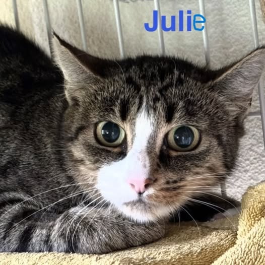 JULIE, Katze, 10/2024