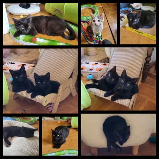 ROMEO und JULIA, Kater 04/2026 und Katze 04/2026