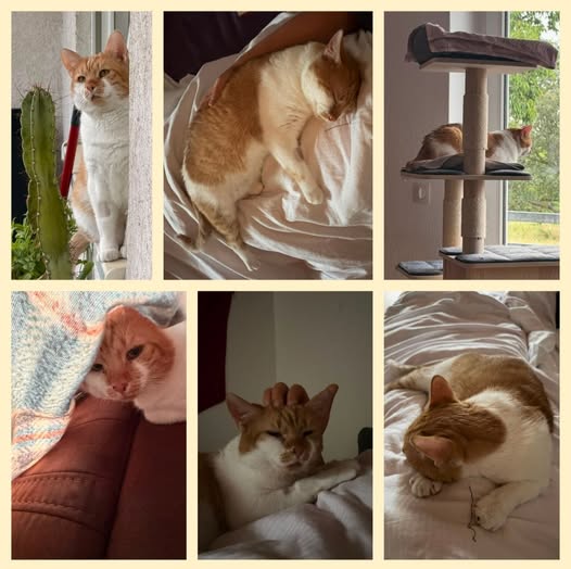 LUPI, Kater, 2020