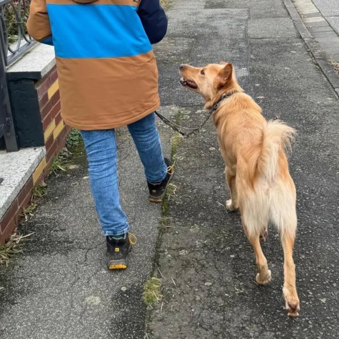 GINO, Rüde, 02/2021 – Bild 4