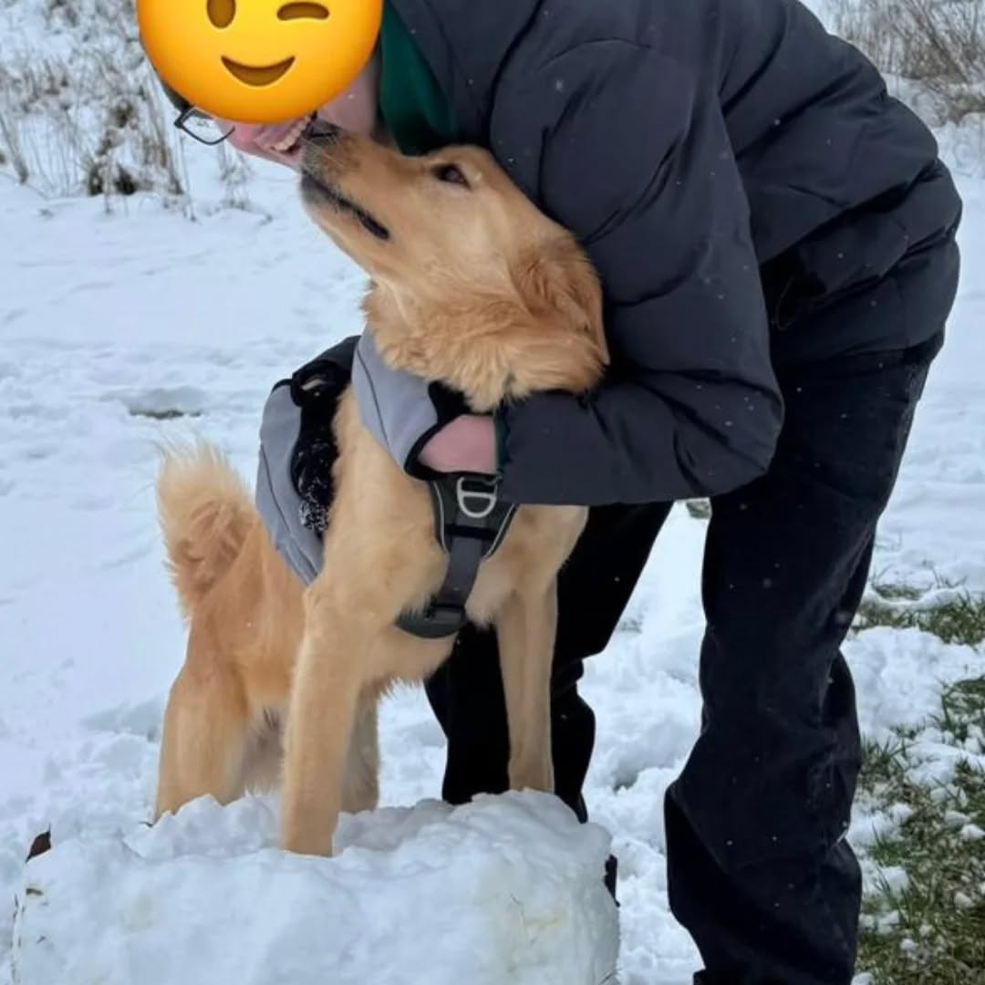 GINO, Rüde, 02/2021 – Bild 2