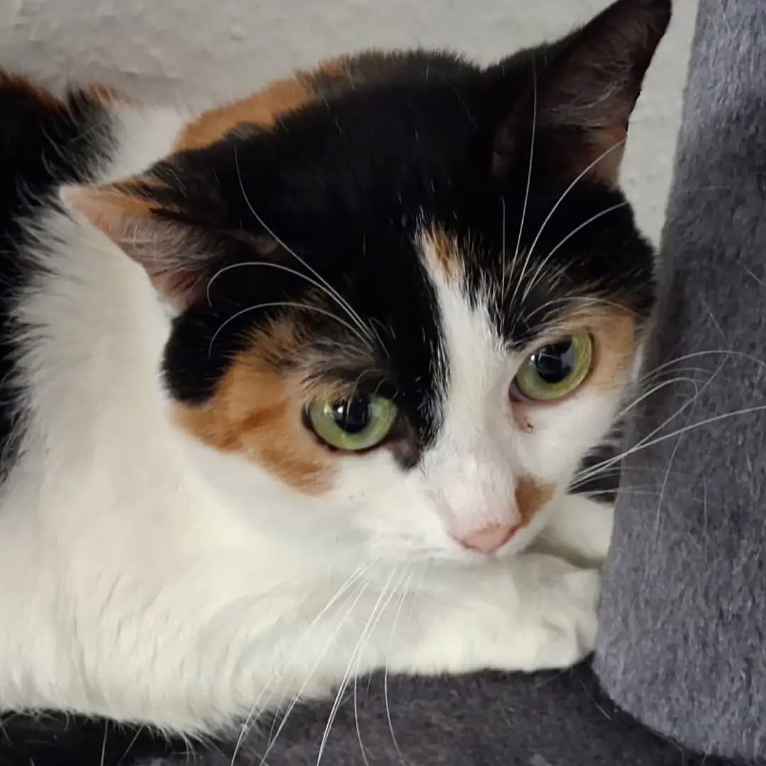 KIKI, Katze, 2018, Wohnungshaltung – Bild 5