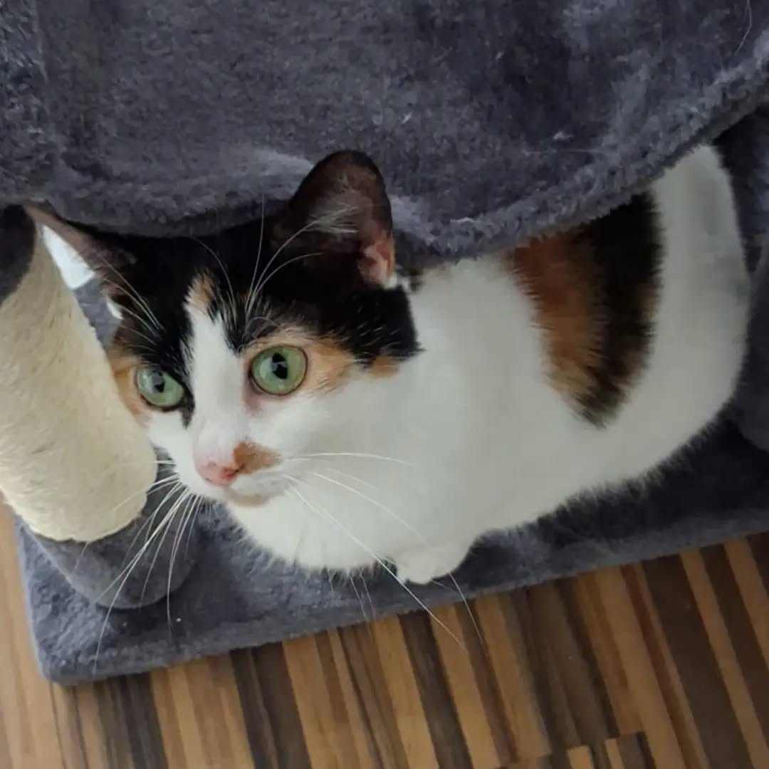 KIKI, Katze, 2018, Wohnungshaltung – Bild 4