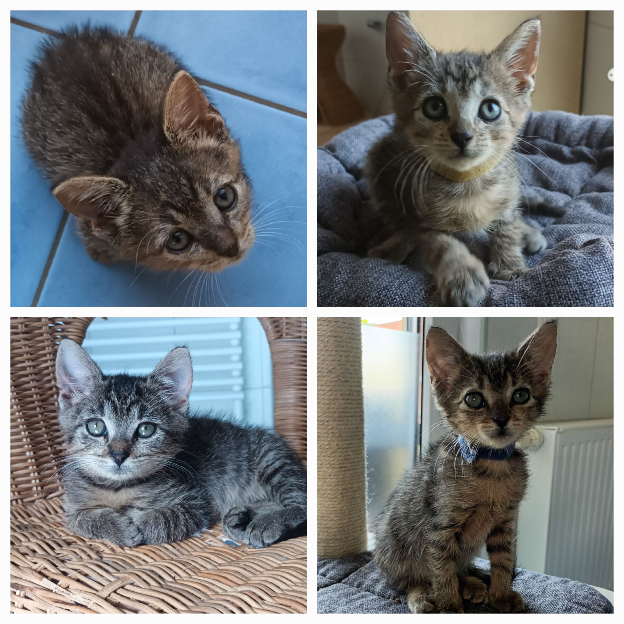 Vier Tiger-Kommissare 2x Katze, 2x Kater, 05/2026, Freigang