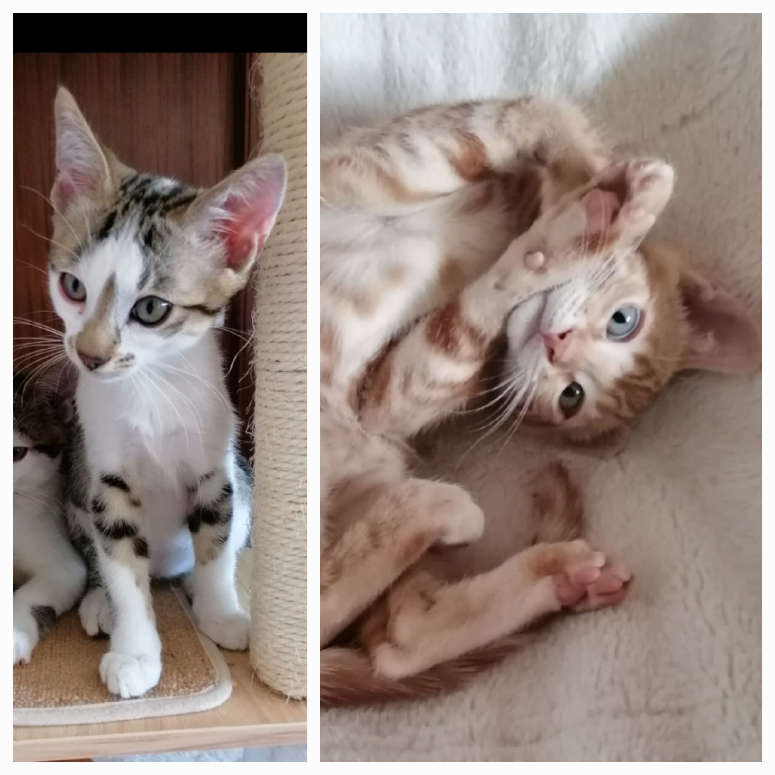 FREDDIE und BRIAN, 03/2026, Kater, Freigang