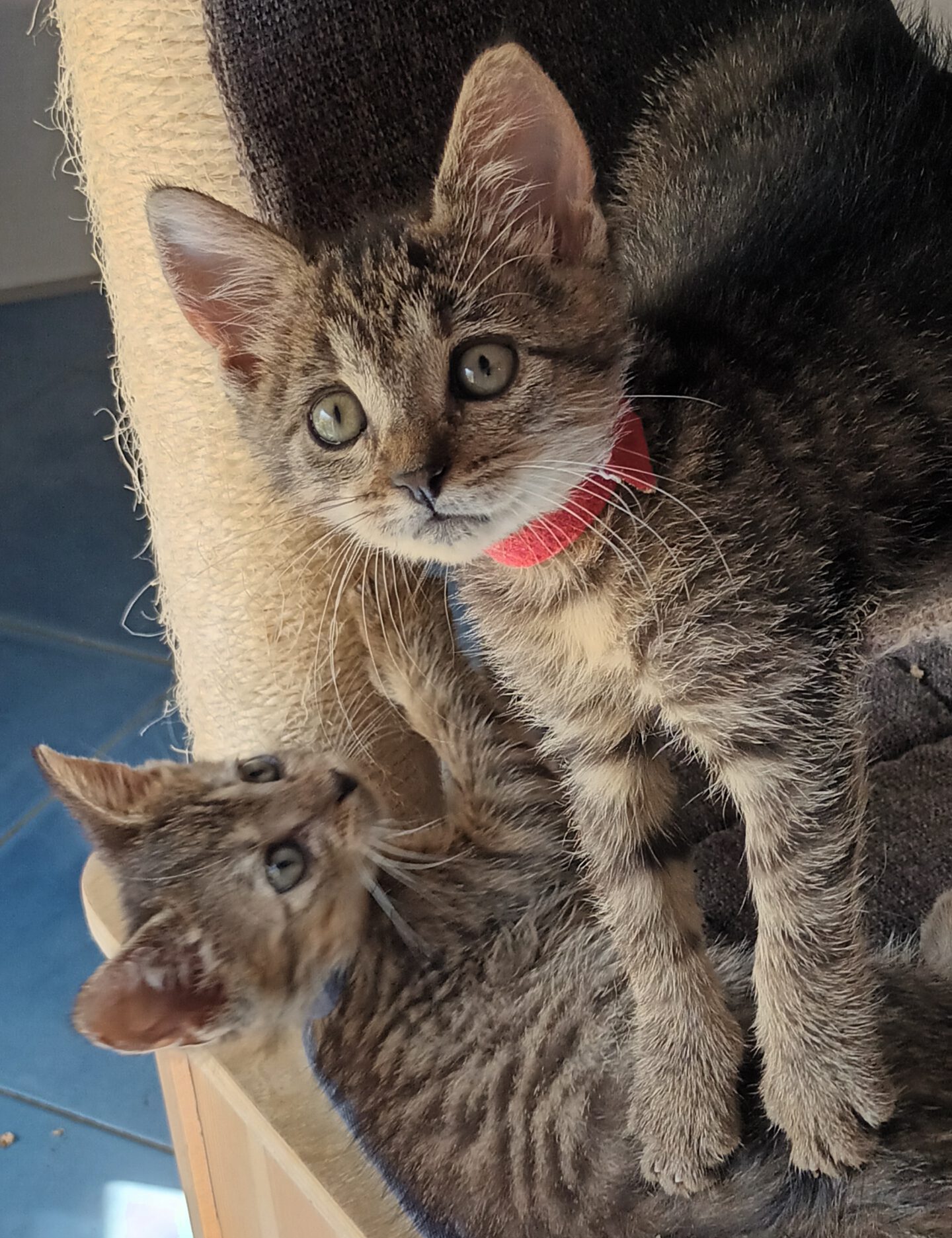 Vier Tiger-Kommissare 2x Katze, 2x Kater, 05/2026, Freigang – Bild 11