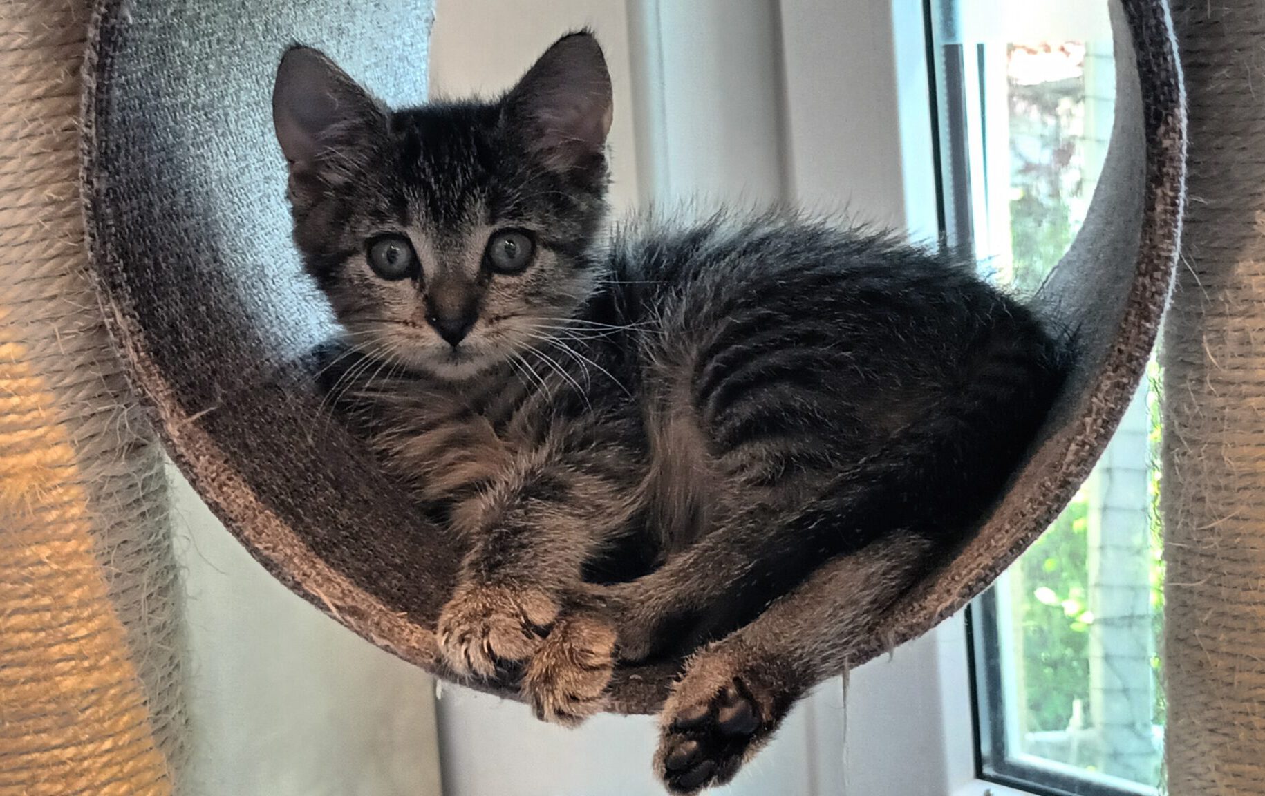Vier Tiger-Kommissare 2x Katze, 2x Kater, 05/2026, Freigang – Bild 2