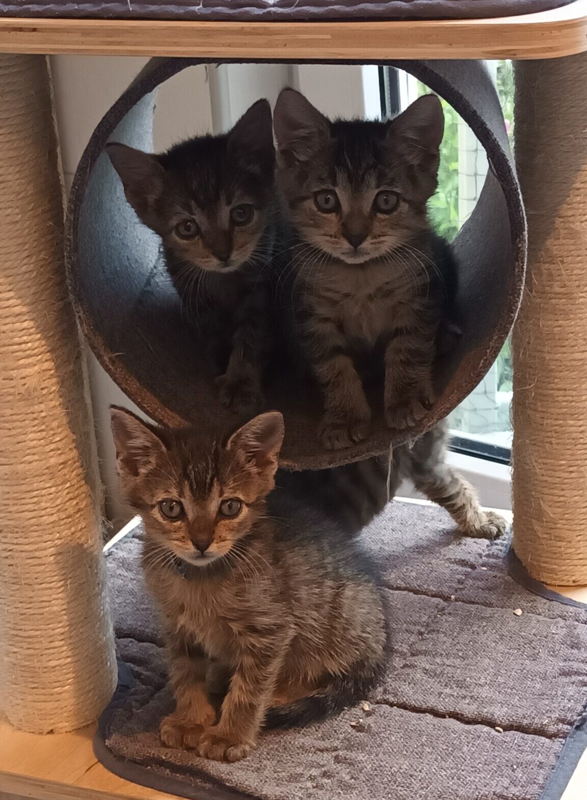 Vier Tiger-Kommissare 2x Katze, 2x Kater, 05/2026, Freigang – Bild 7