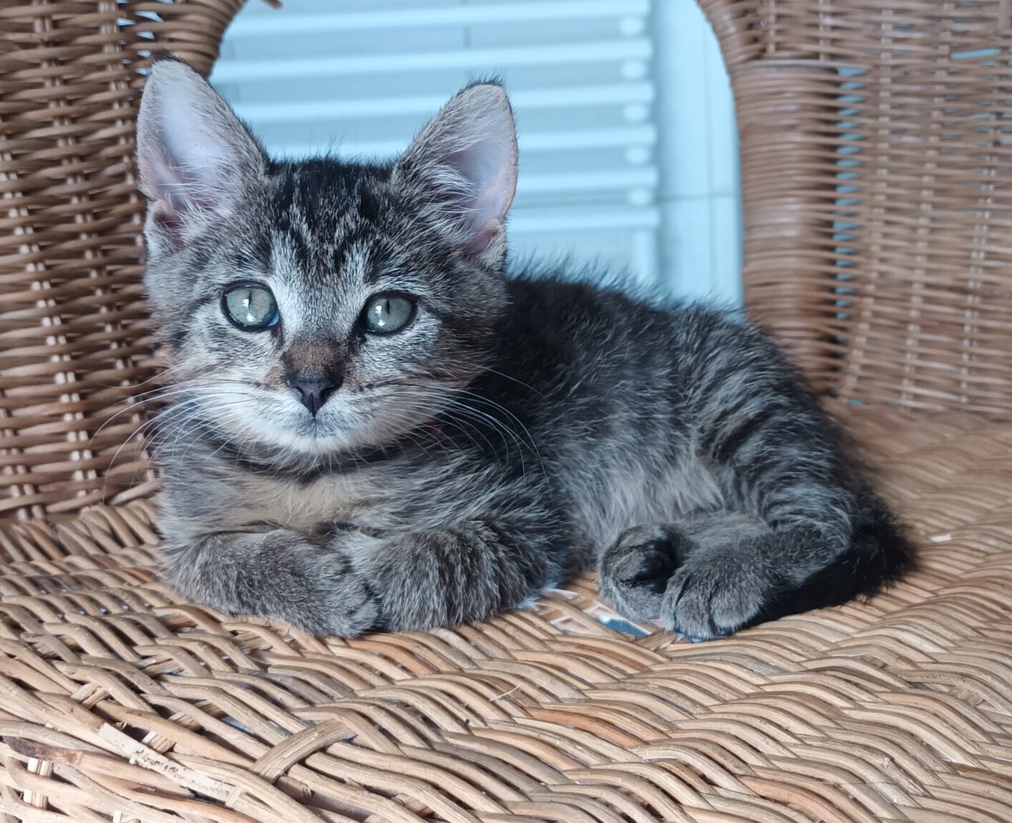 Vier Tiger-Kommissare 2x Katze, 2x Kater, 05/2026, Freigang – Bild 3
