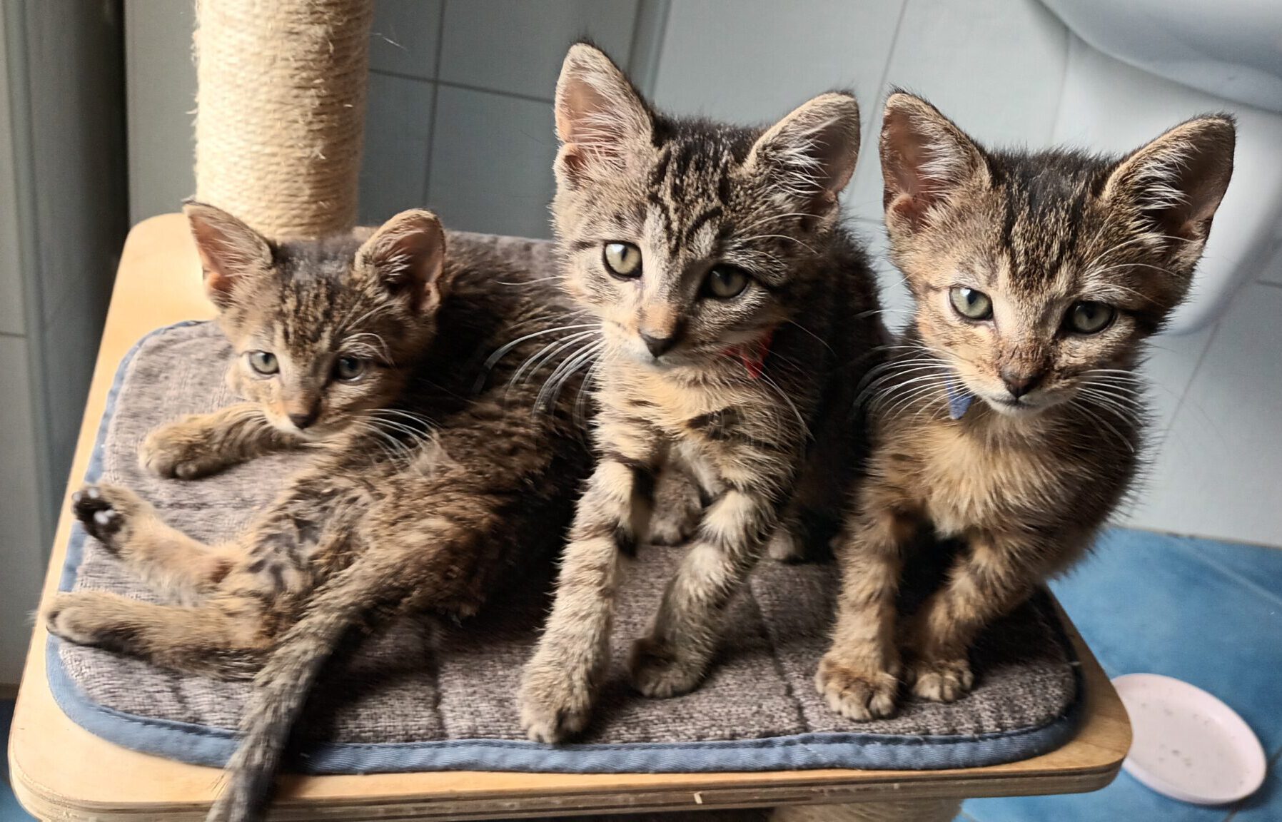 Vier Tiger-Kommissare 2x Katze, 2x Kater, 05/2026, Freigang – Bild 9