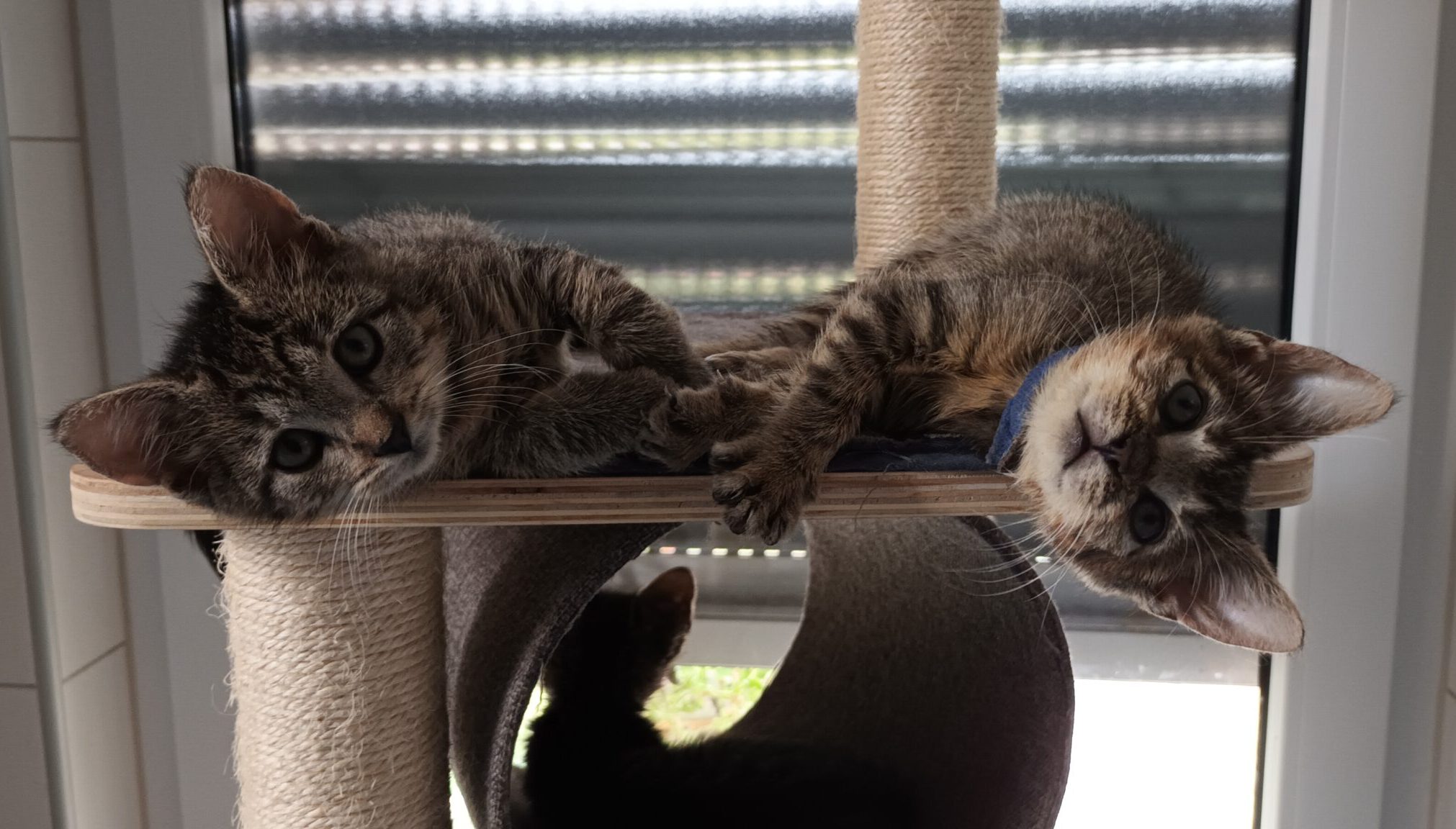 Vier Tiger-Kommissare 2x Katze, 2x Kater, 05/2026, Freigang – Bild 5