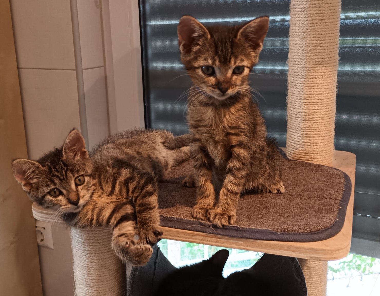 Vier Tiger-Kommissare 2x Katze, 2x Kater, 05/2026, Freigang – Bild 10