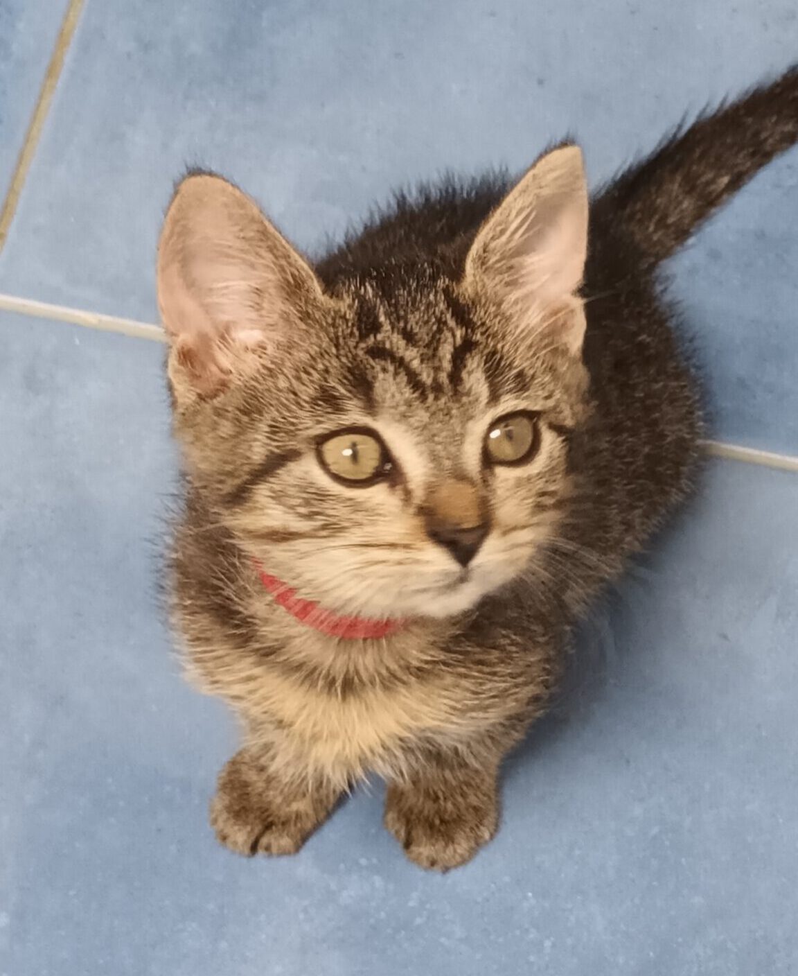 Vier Tiger-Kommissare 2x Katze, 2x Kater, 05/2026, Freigang – Bild 6