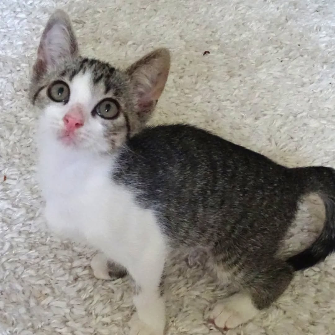 MIRO, MATISSE und DEGAS, Kater, 04/2026, Freigang – Bild 8