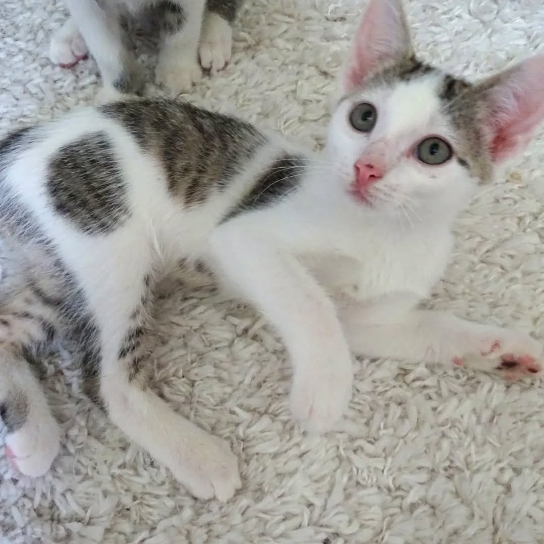 MIRO, MATISSE und DEGAS, Kater, 04/2026, Freigang – Bild 4