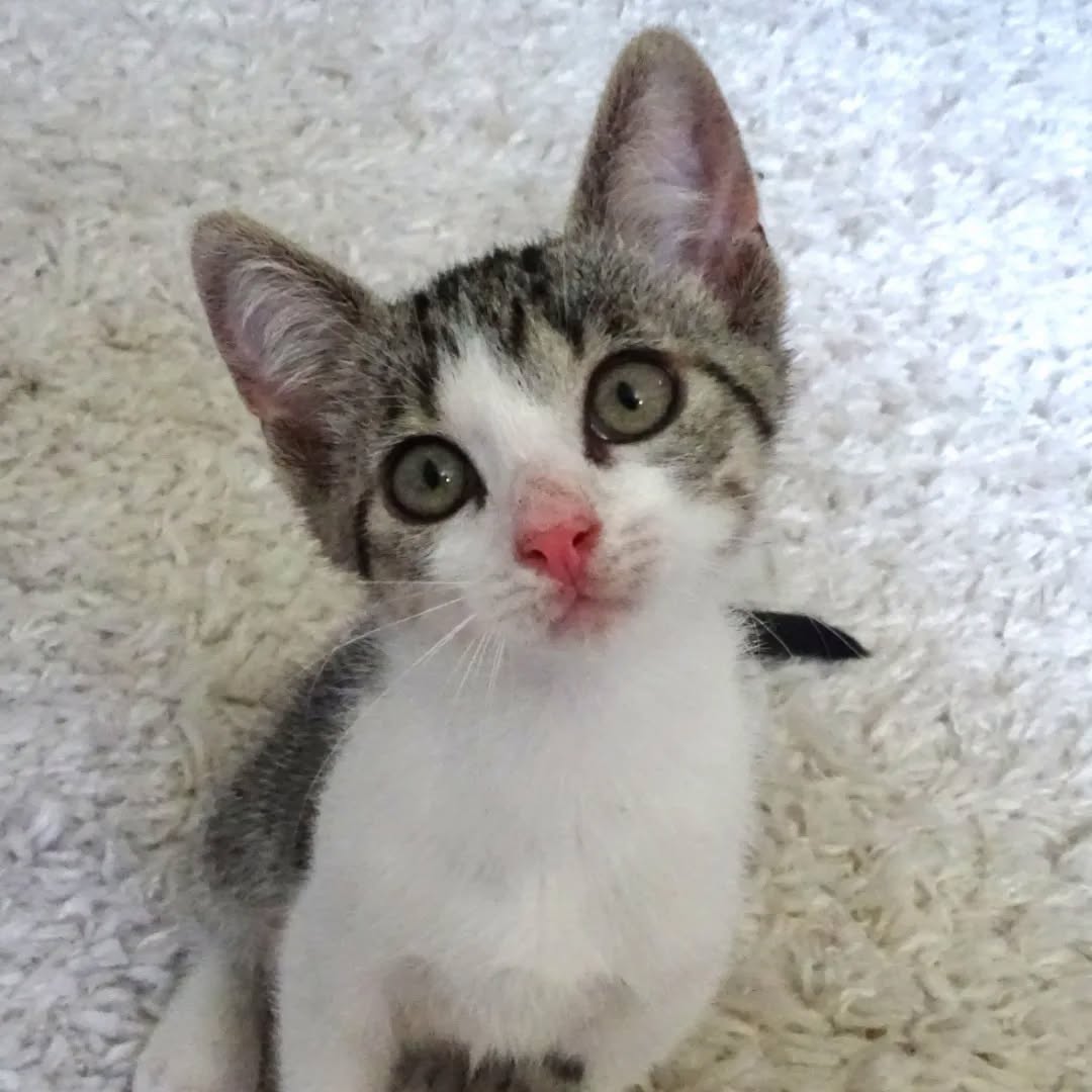 MIRO, MATISSE und DEGAS, Kater, 04/2026, Freigang – Bild 6