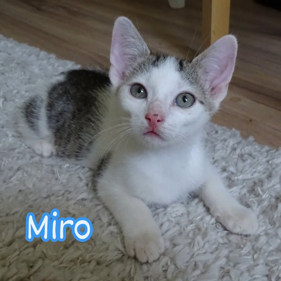 MIRO, MATISSE und DEGAS, Kater, 04/2026, Freigang – Bild 2