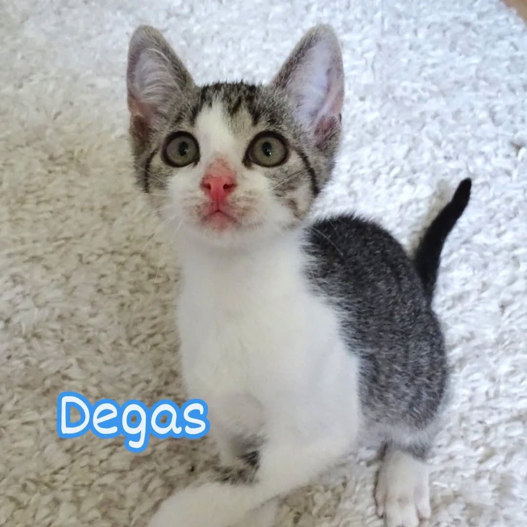 MIRO, MATISSE und DEGAS, Kater, 04/2026, Freigang – Bild 5