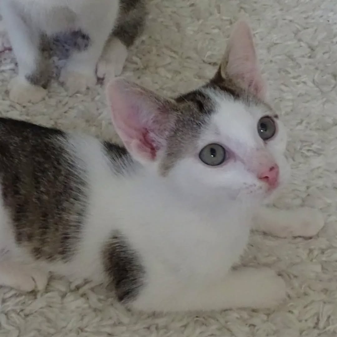 MIRO, MATISSE und DEGAS, Kater, 04/2026, Freigang – Bild 9