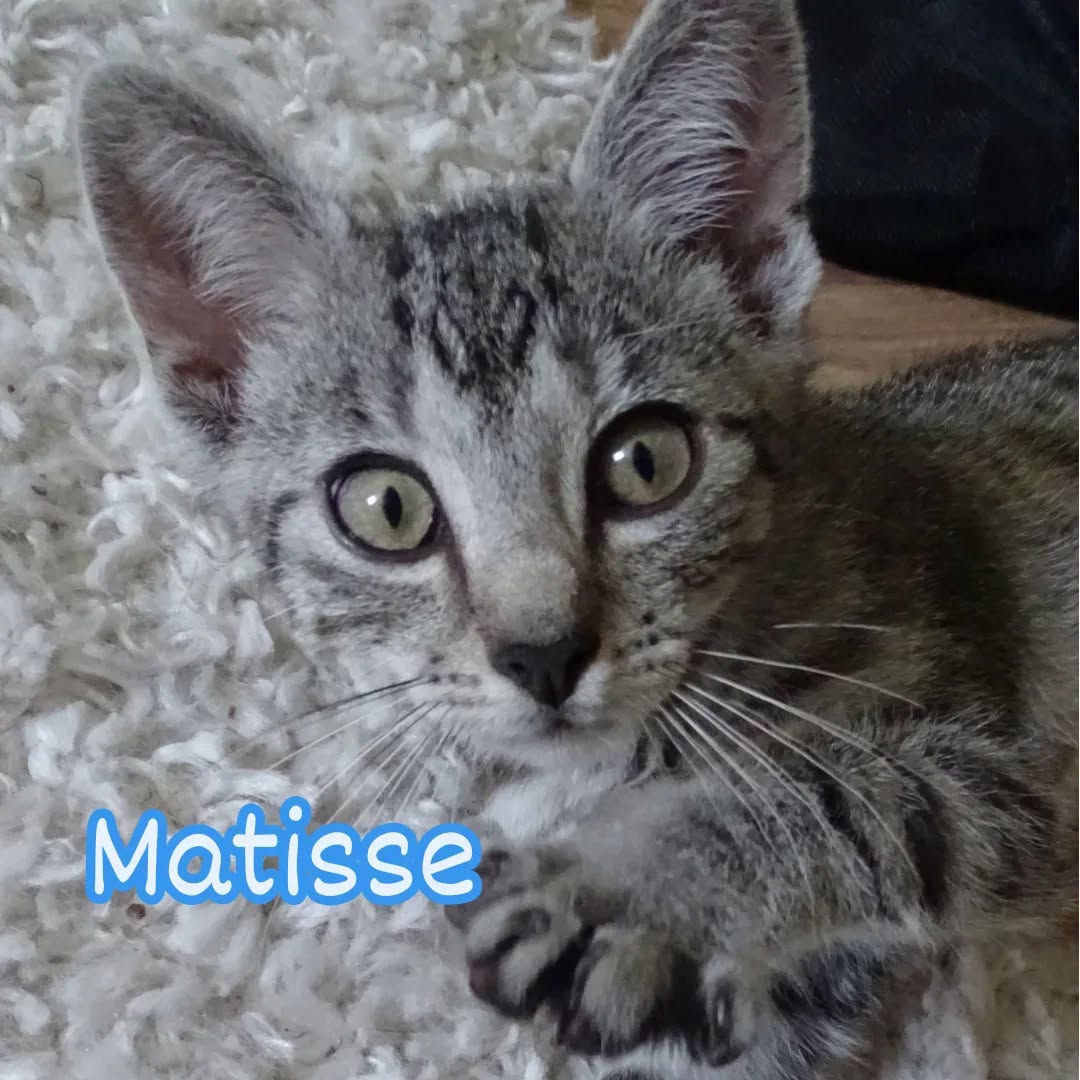 MIRO, MATISSE und DEGAS, Kater, 04/2026, Freigang – Bild 3