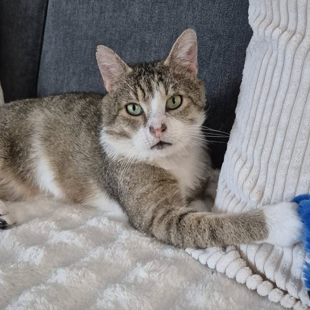 TOM, Kater, 2018, Fiv-positiv, Wohnungshaltung – Bild 5