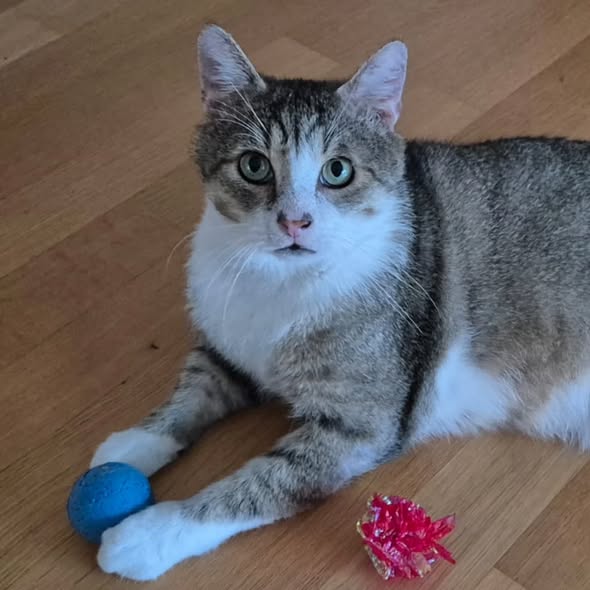 TOM, Kater, 2018, Fiv-positiv, Wohnungshaltung