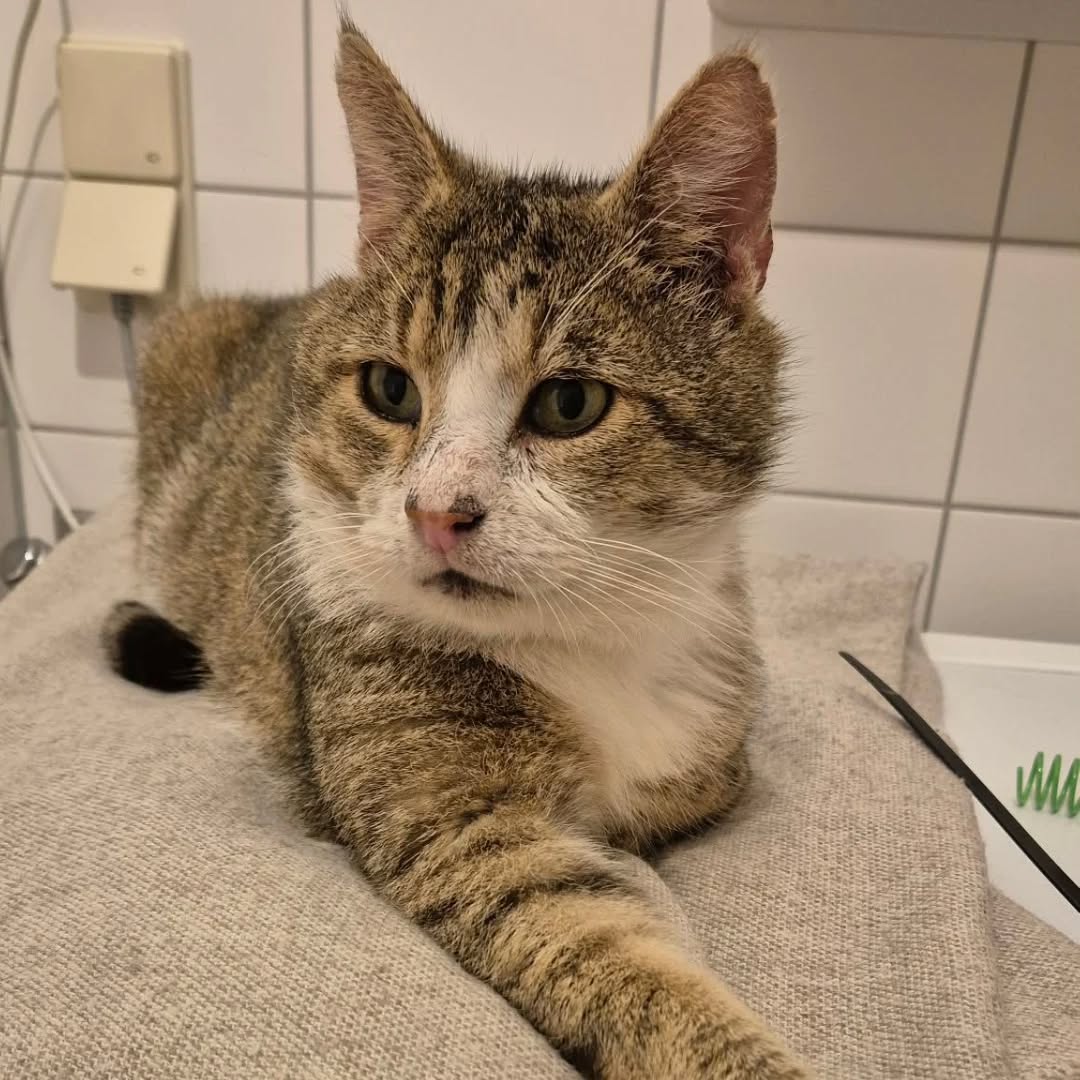 TOM, Kater, 2018, Fiv-positiv, Wohnungshaltung – Bild 2