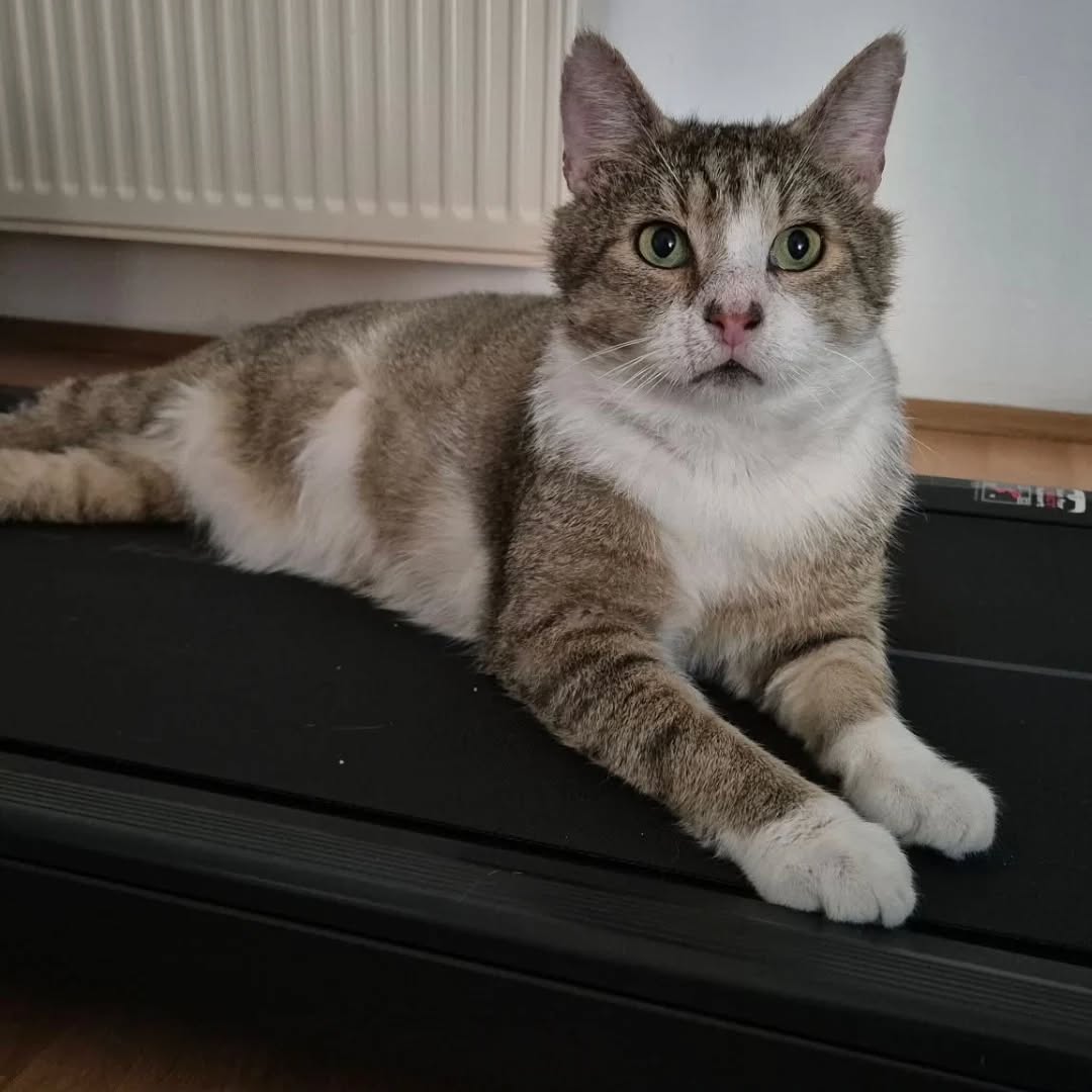TOM, Kater, 2018, Fiv-positiv, Wohnungshaltung – Bild 3