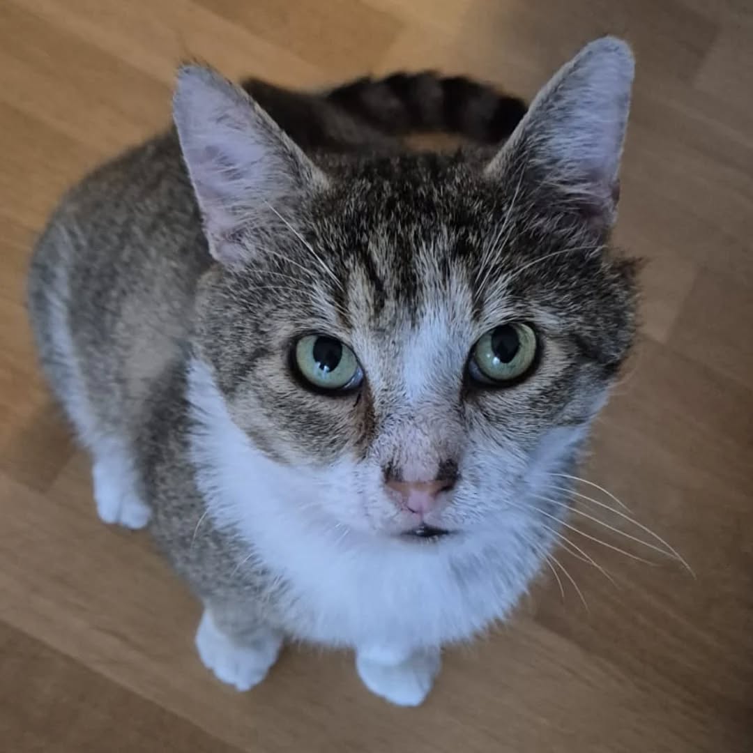 TOM, Kater, 2018, Fiv-positiv, Wohnungshaltung – Bild 4