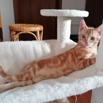 FREDDIE und BRIAN, 03/2026, Kater, Freigang – Bild 3