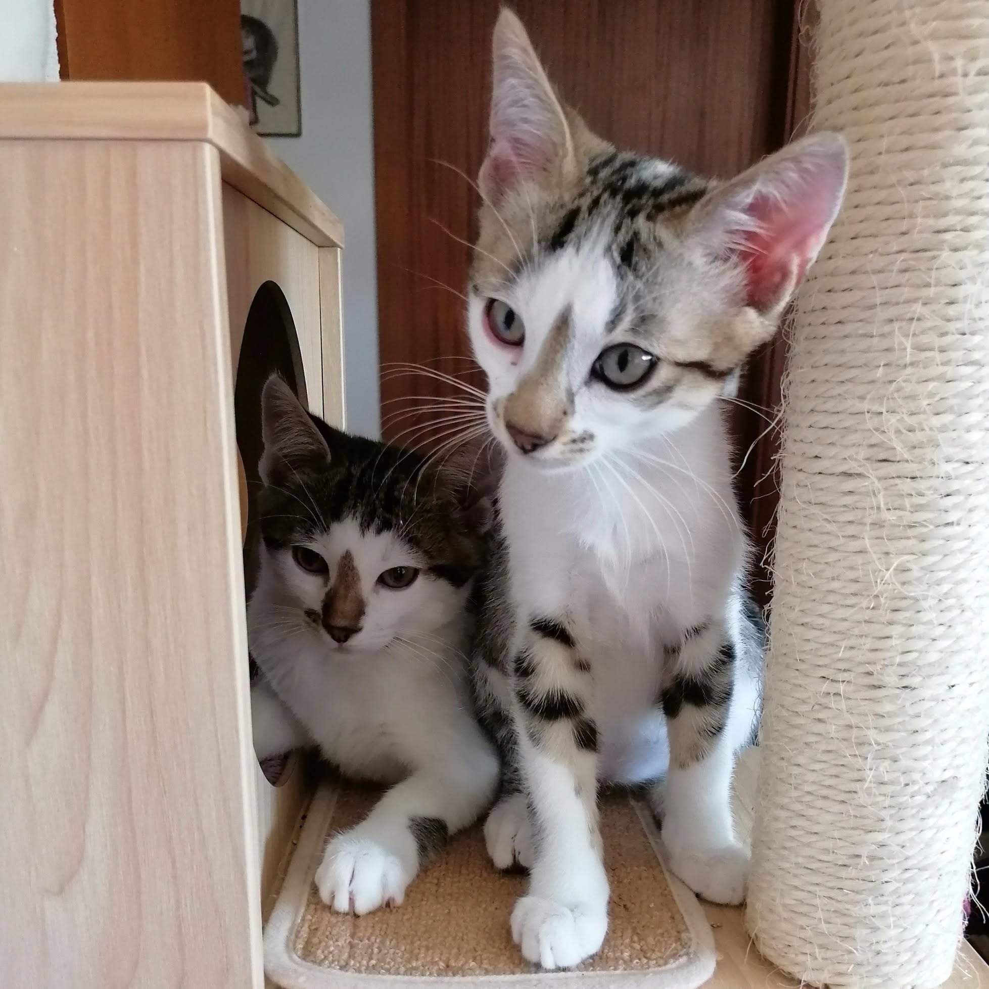 FREDDIE und BRIAN, 03/2026, Kater, Freigang – Bild 2