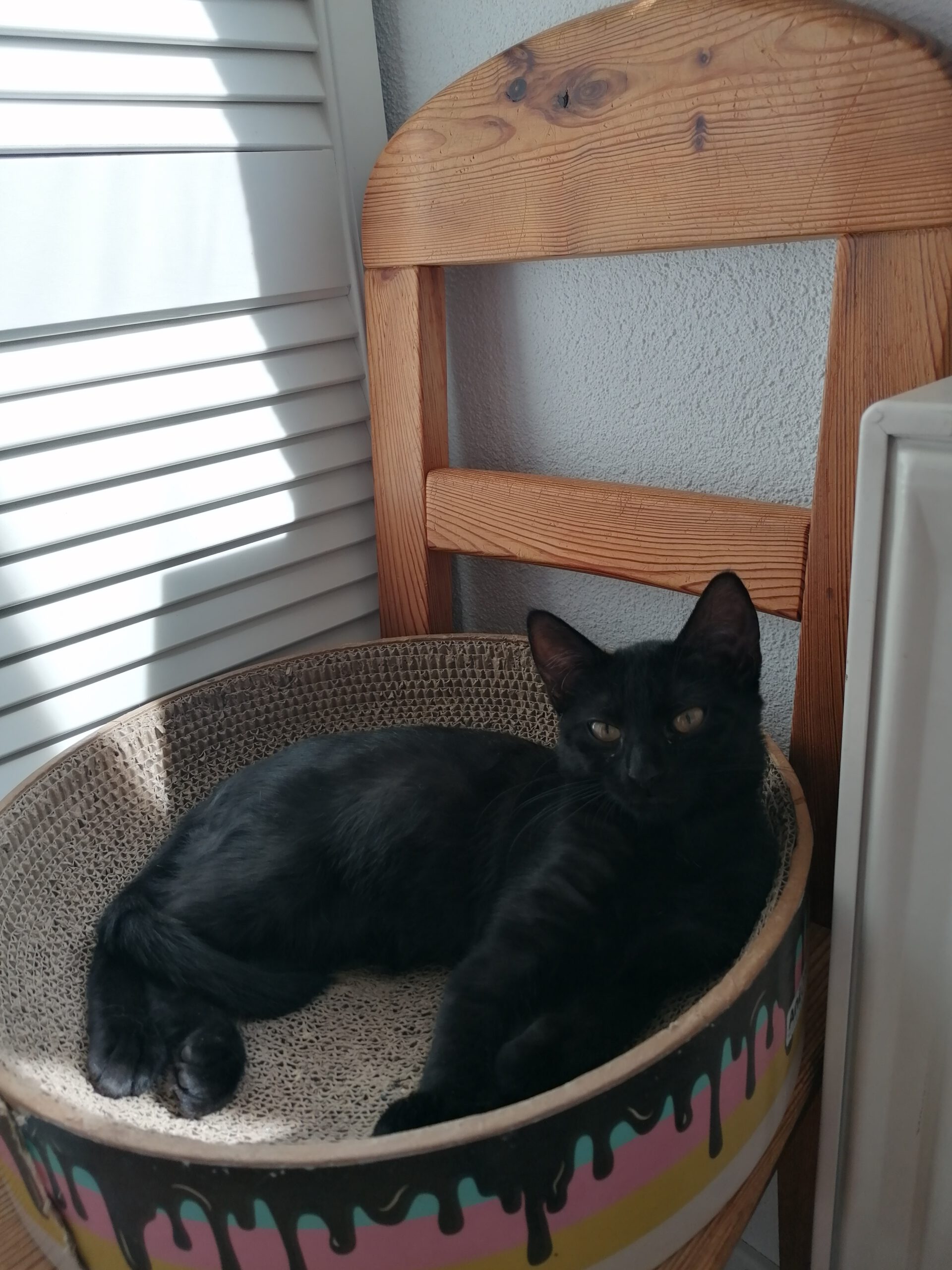 MILLI und VANILLI, 2x Katze, 05/2026, Freigang – Bild 4