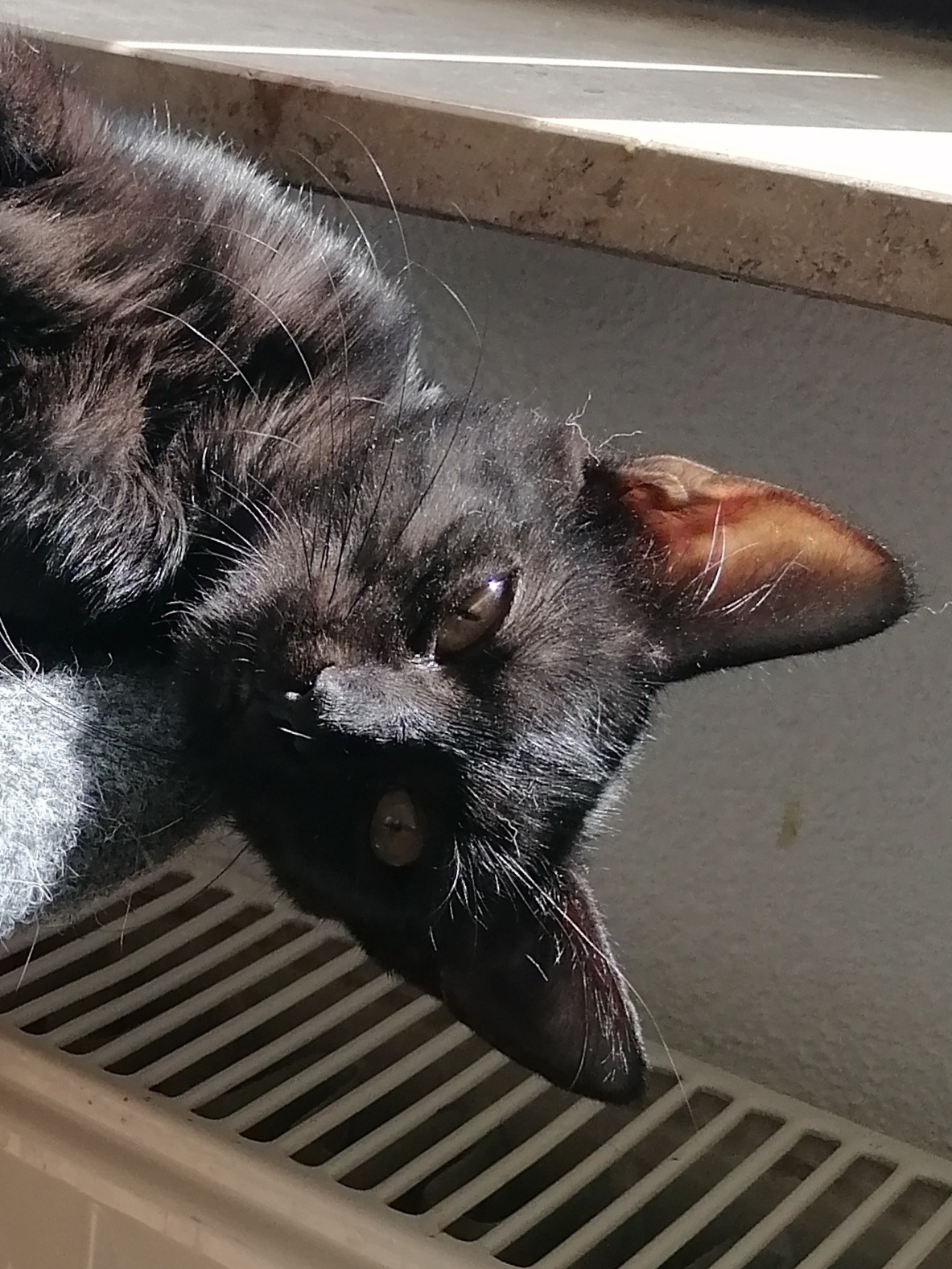 MILLI und VANILLI, 2x Katze, 05/2026, Freigang – Bild 3