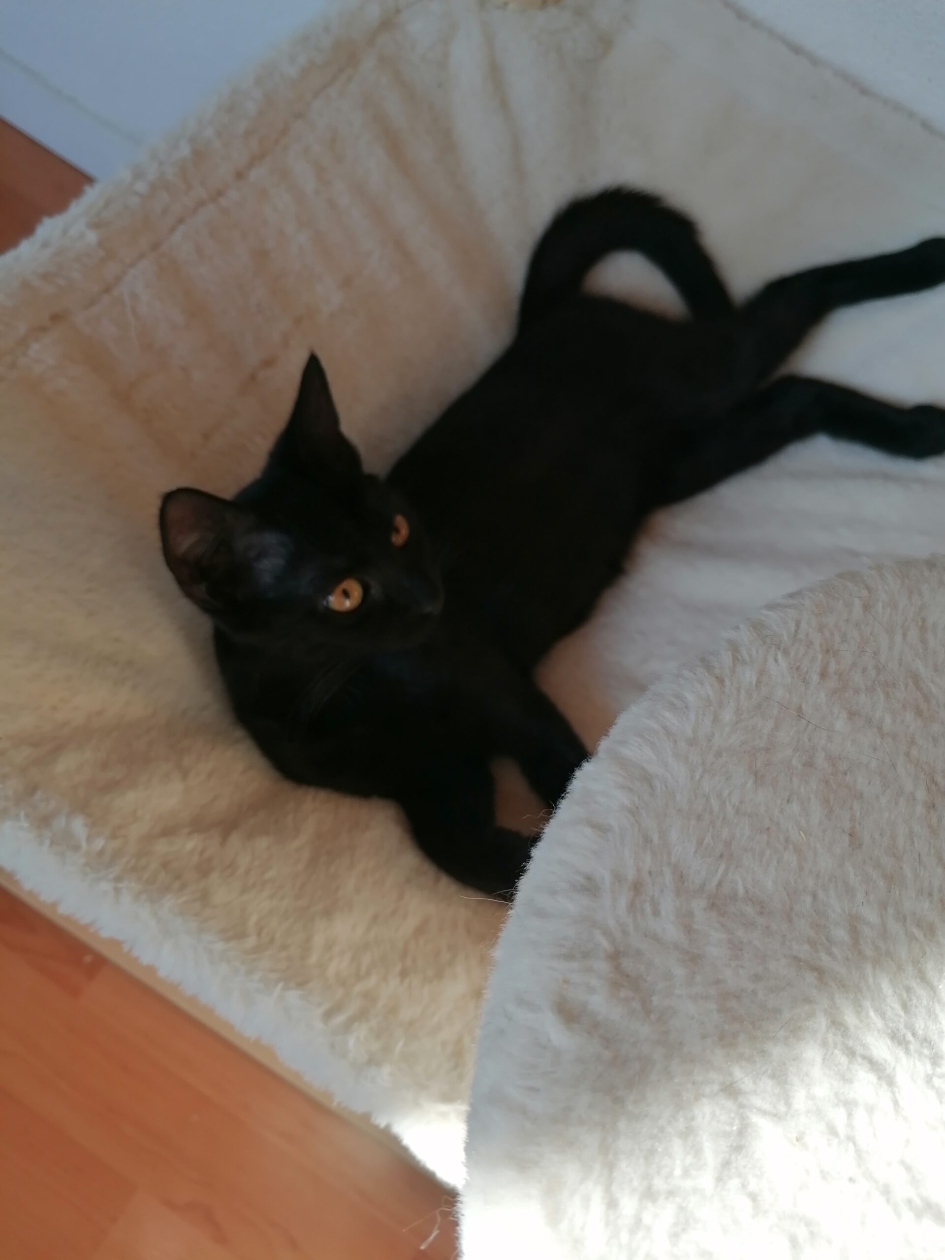MILLI und VANILLI, 2x Katze, 05/2026, Freigang – Bild 2