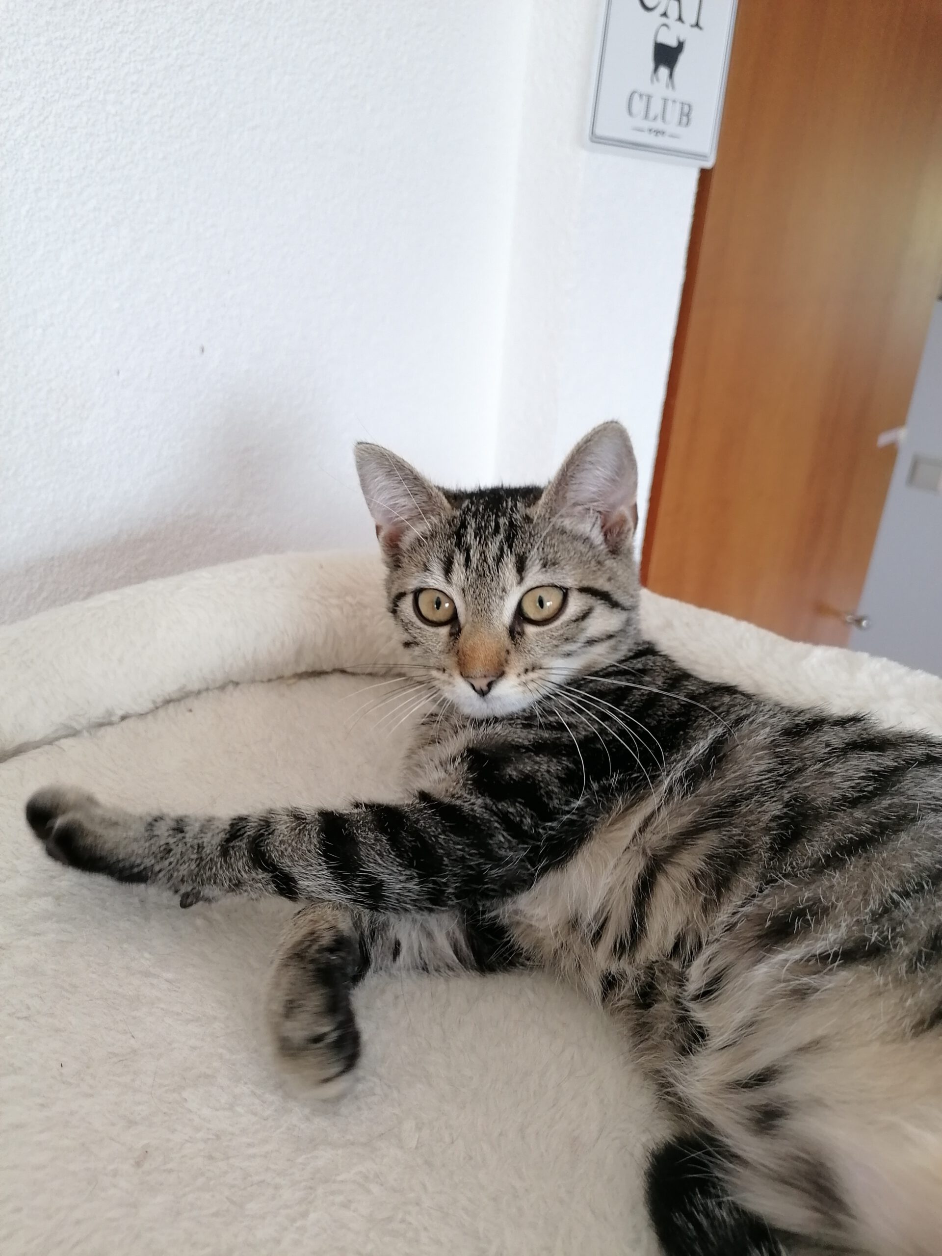 MILLI und VANILLI, 2x Katze, 05/2026, Freigang – Bild 6