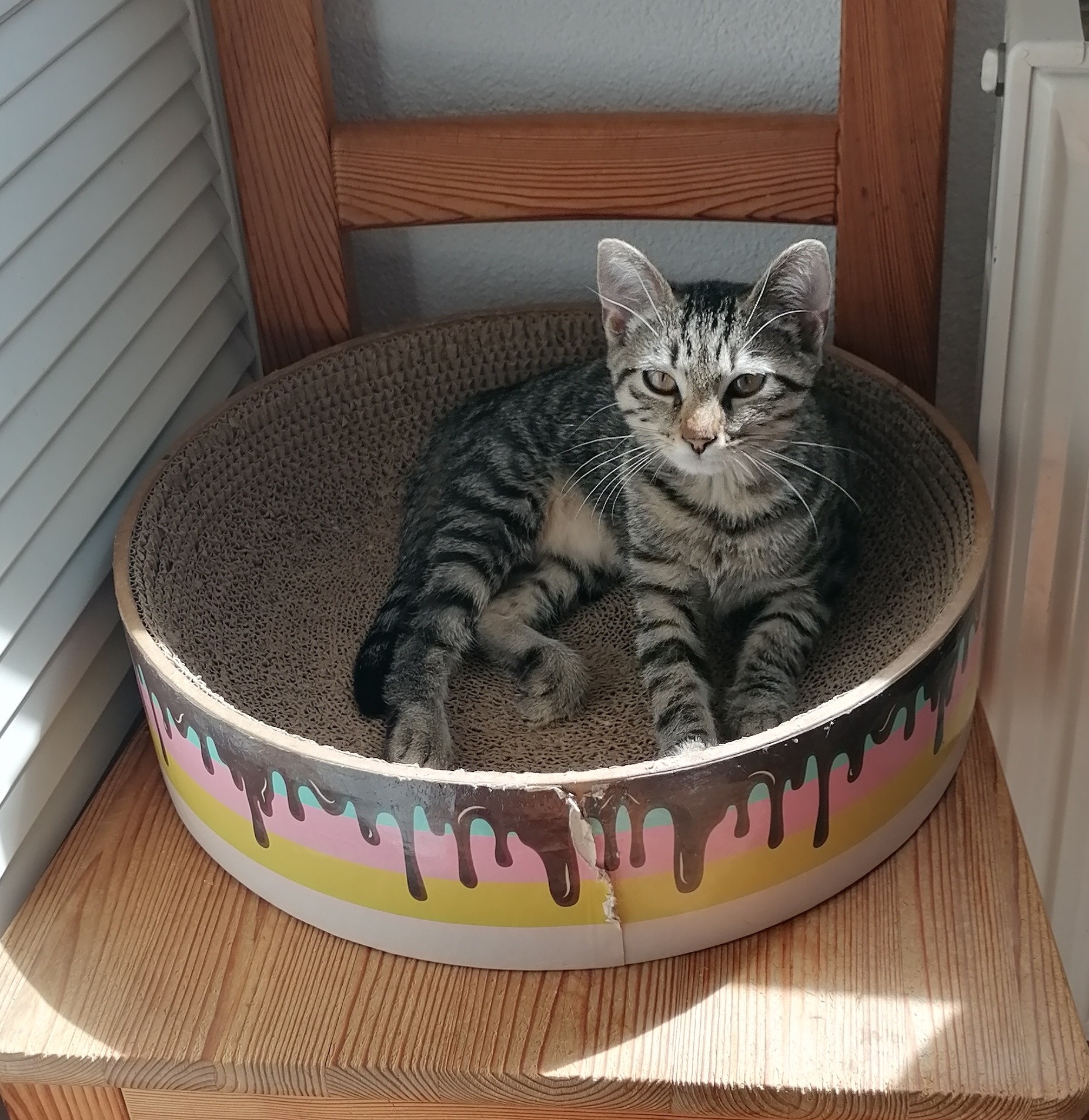 MILLI und VANILLI, 2x Katze, 05/2026, Freigang – Bild 5